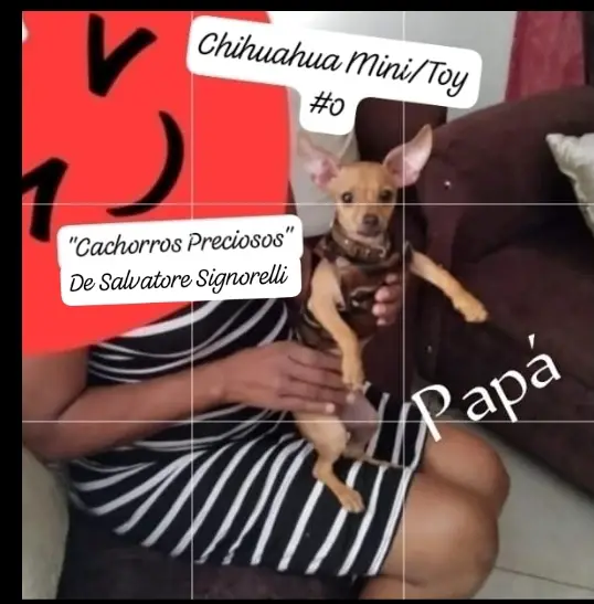 Chihuahua Mini/Toy Emamos 0 1 2 Foto 7255938-124208.jpg