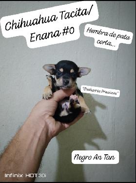 Chihuahua Mini/Toy Emamos 0 1 2 Foto 7255938-124209.jpg