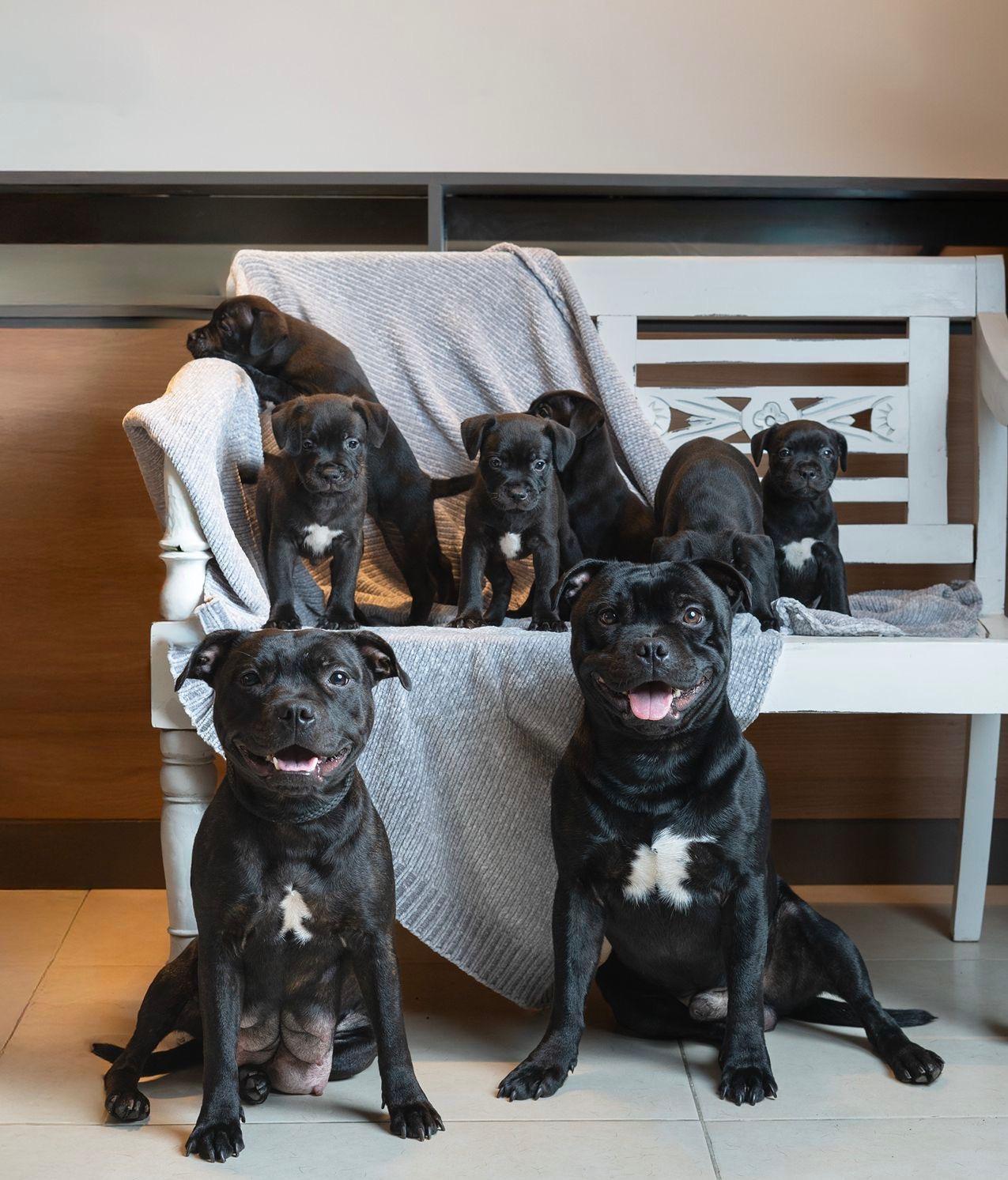 Staffordshire Bull Terrier! E Foto 7255970-4.jpg