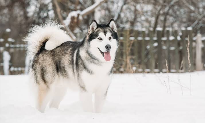Alaska Malamute  Foto 7255972-10.jpg