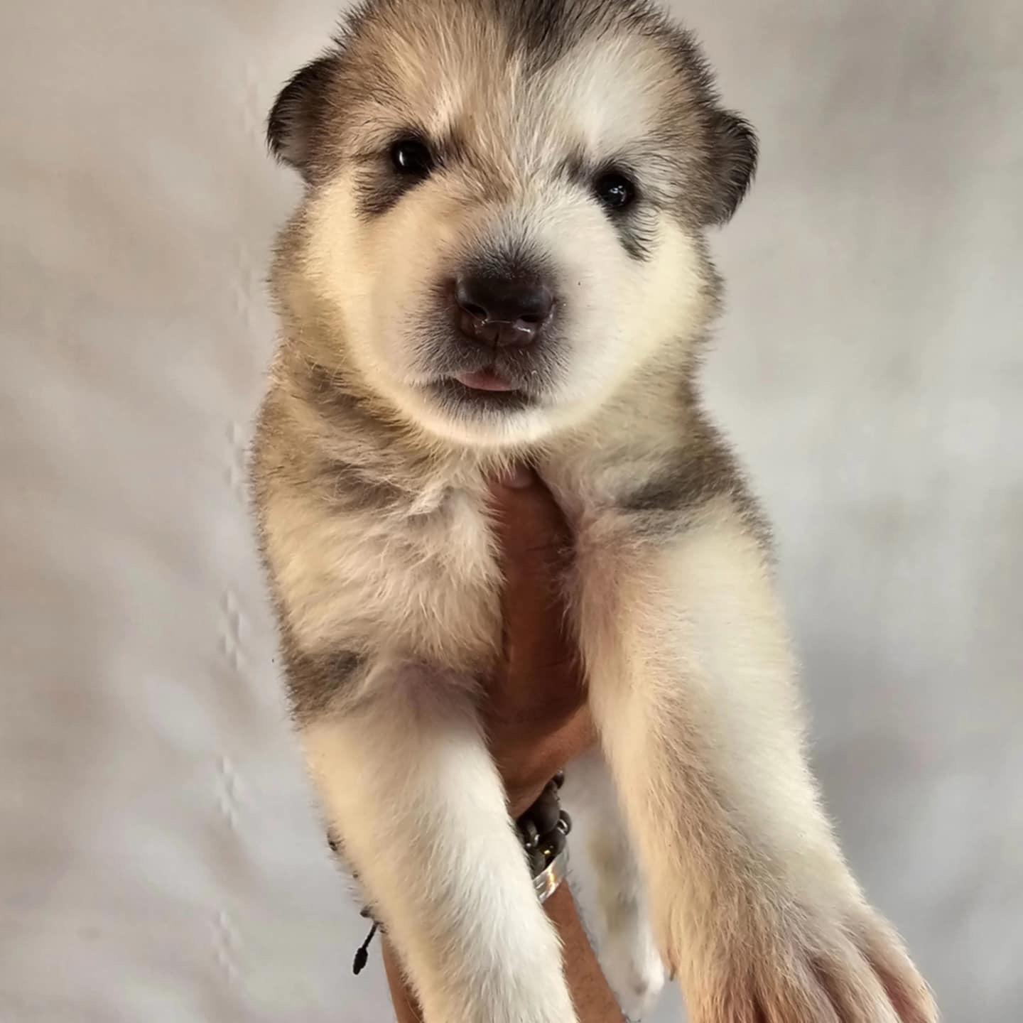 Alaska Malamute  Foto 7255972-5.jpg