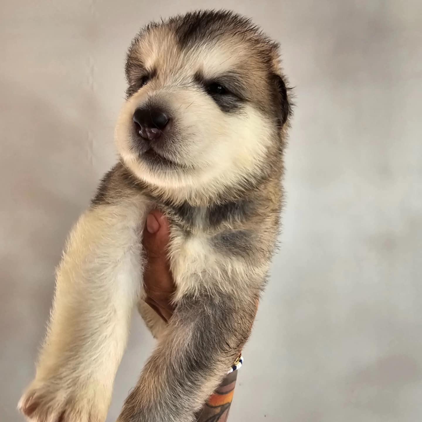 Alaska Malamute  Foto 7255972-8.jpg