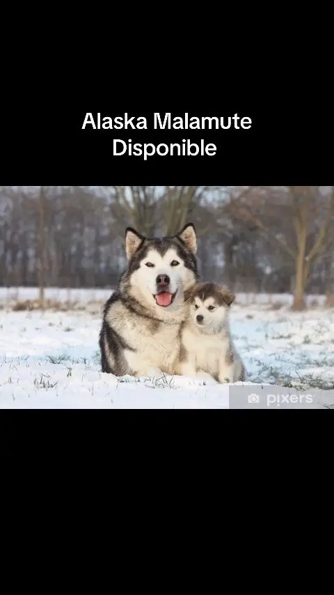 Alaska Malamute  Foto 7255972-9.jpg