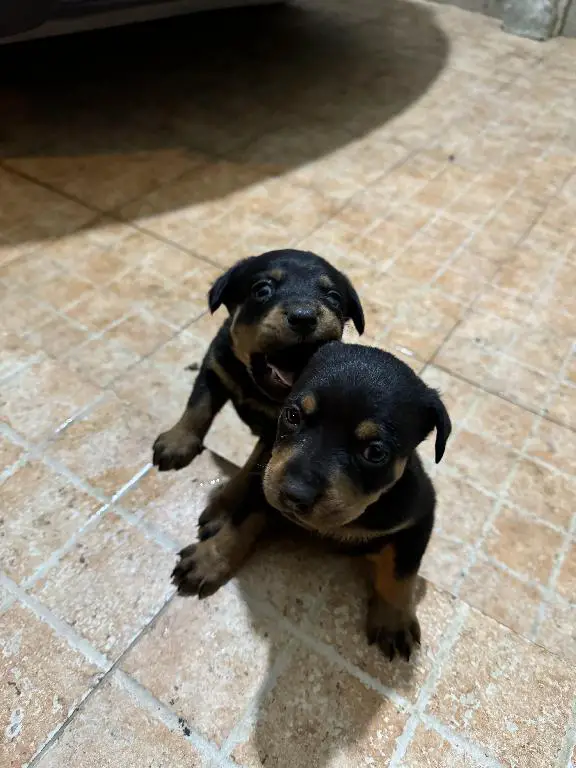 Vendo cachorro Rotwailer puro  en Puerto Plata Foto 7256075-1.jpg