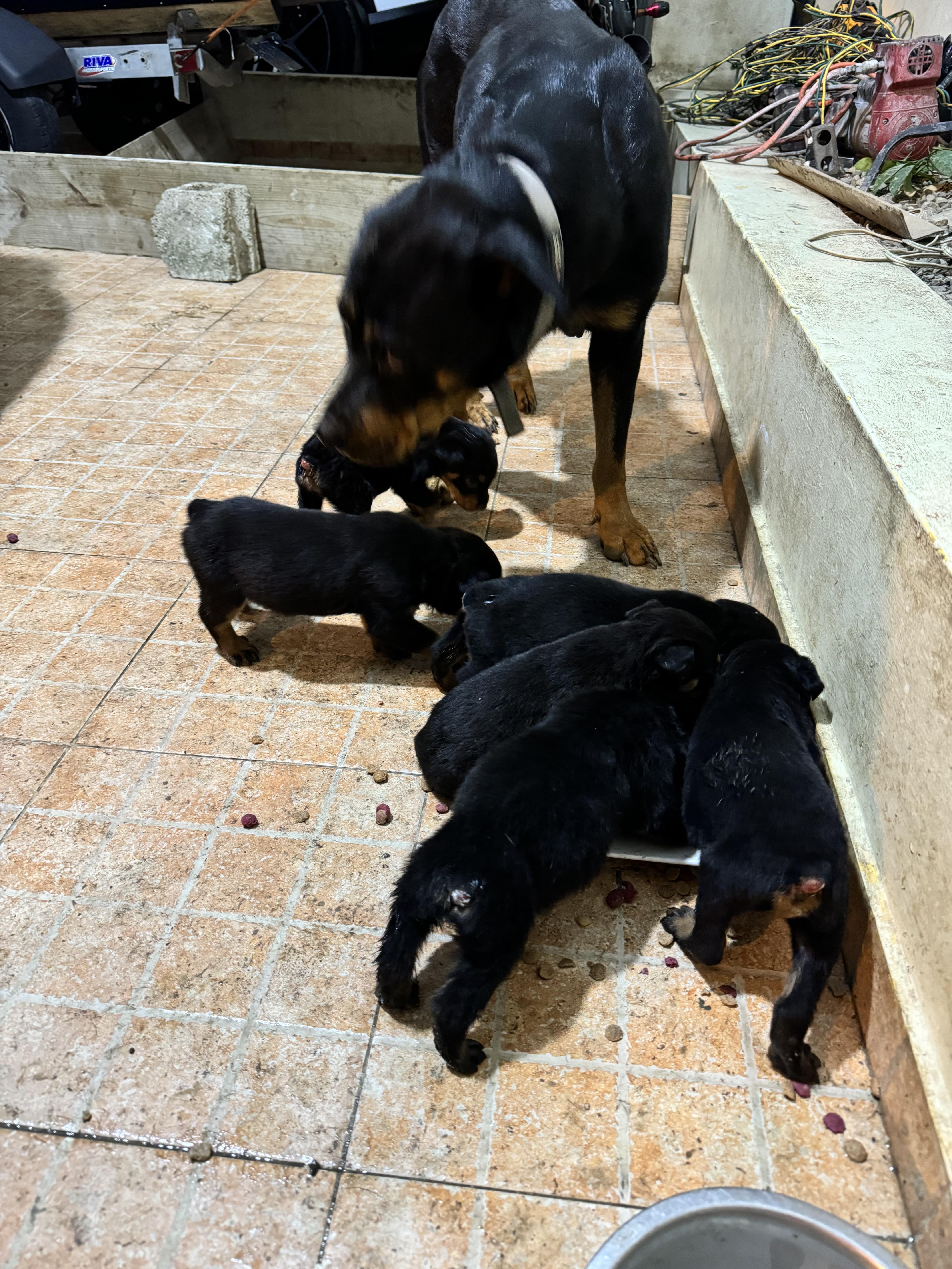 Vendo cachorro Rotwailer puro  en Puerto Plata Foto 7256075-2.jpg