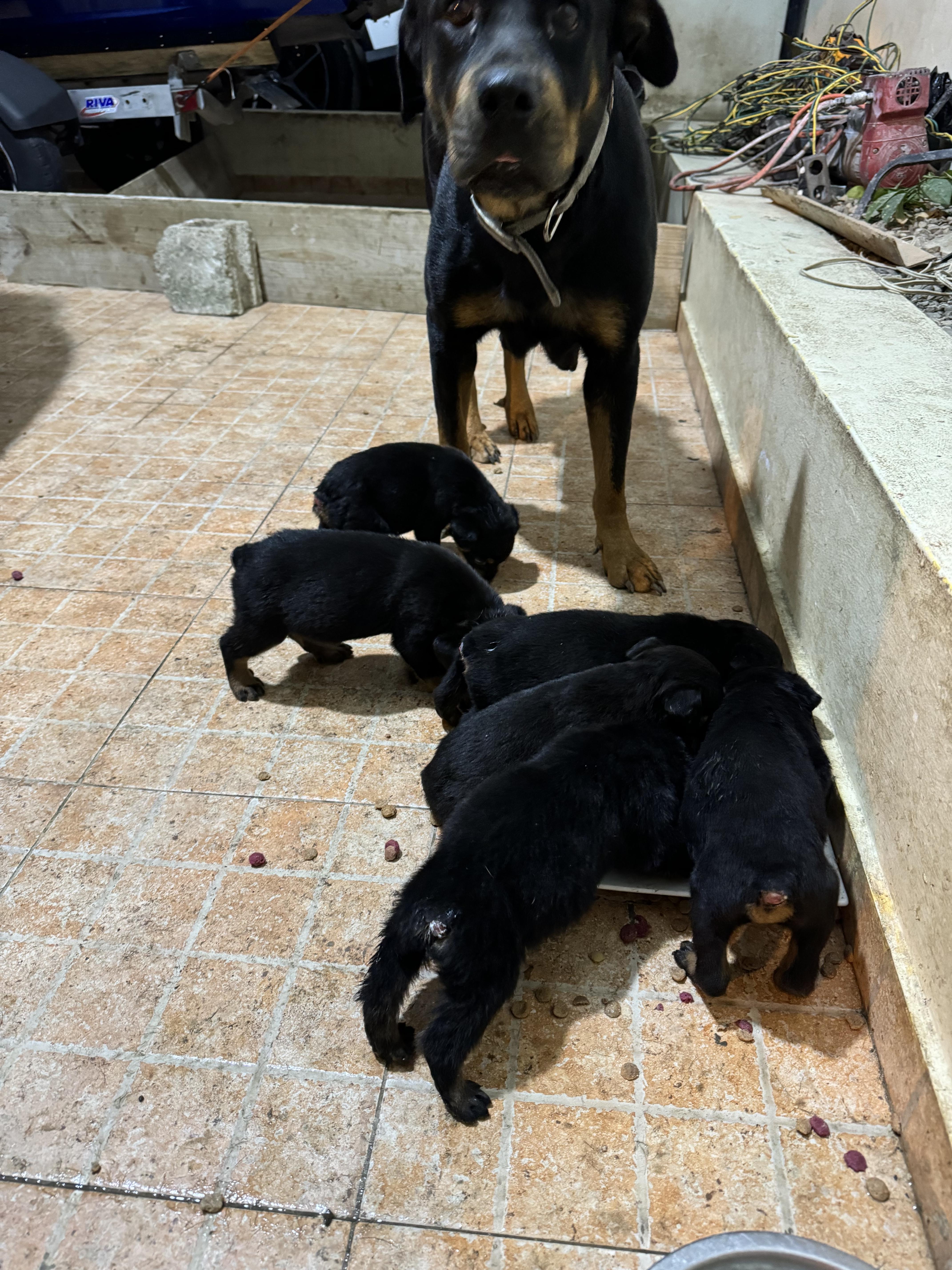 Vendo cachorro Rotwailer puro  en Puerto Plata Foto 7256075-3.jpg