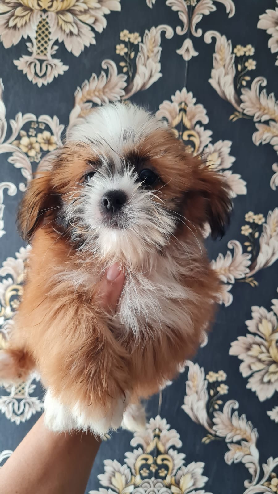 Cachoro Shih-Poo Foto 7256256-2.jpg