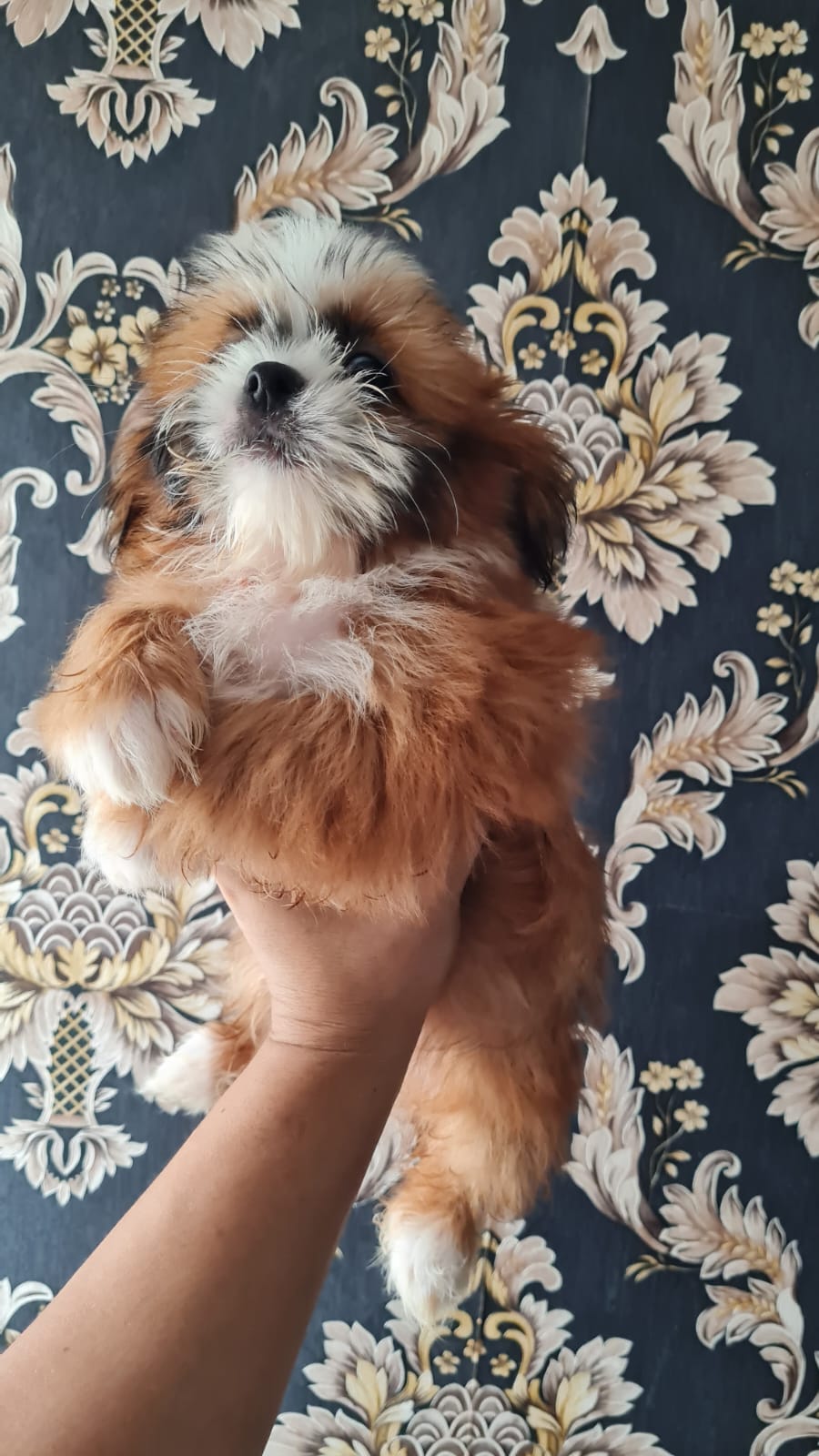 Cachoro Shih-Poo Foto 7256256-3.jpg