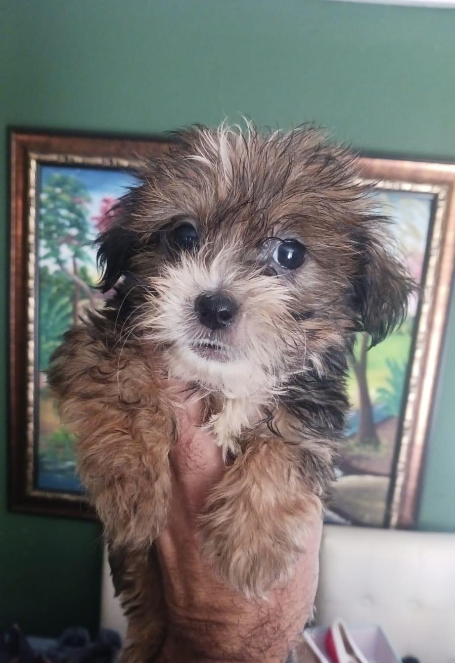Cachorro Shih Poo Foto 7256391-2.jpg