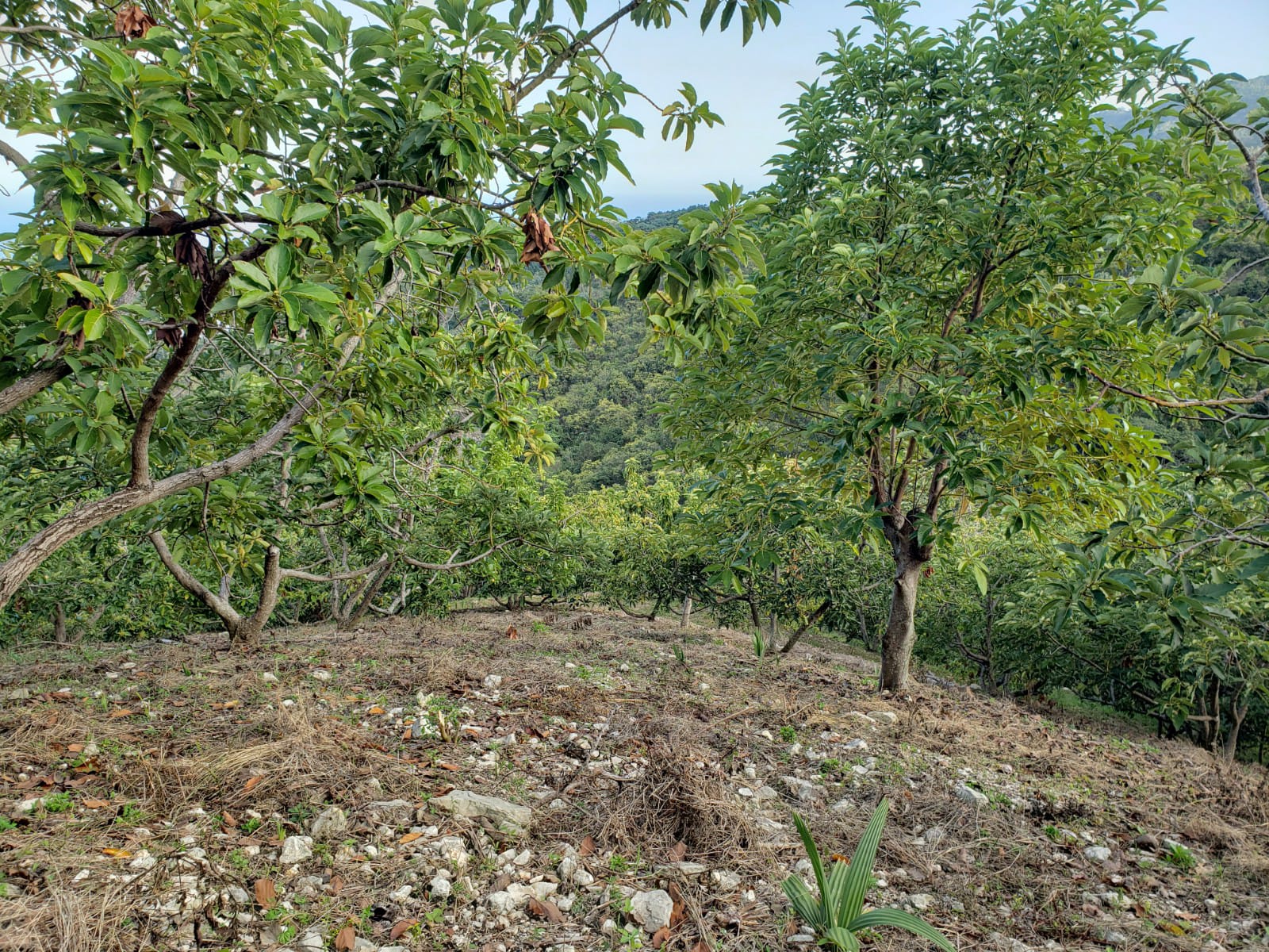 Vendo Finca de AGUACATE en PRODUCCION en Paraíso BARAHONA  255600 Mts. Foto 7256400-14.jpg