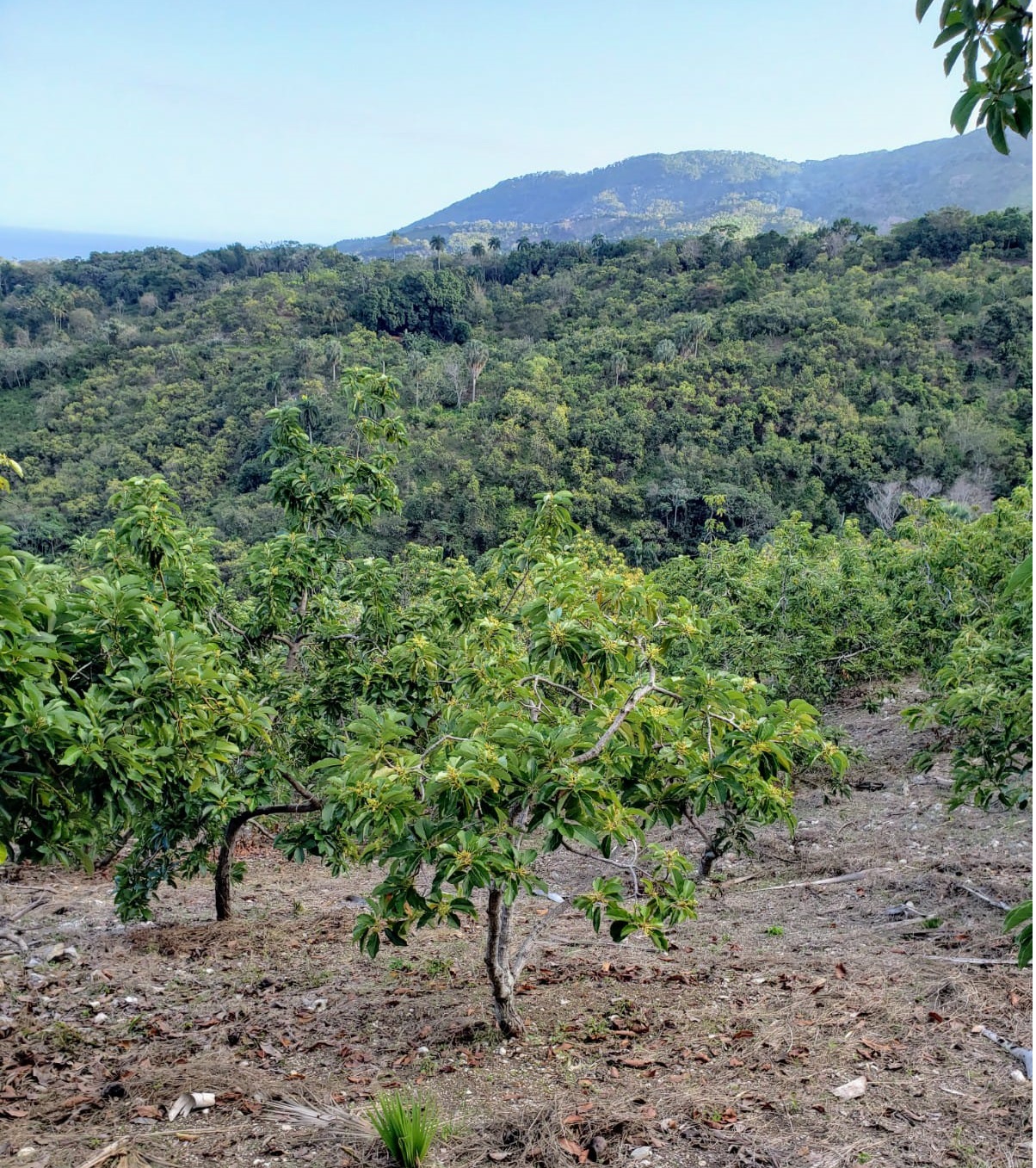 Vendo Finca de AGUACATE en PRODUCCION en Paraíso BARAHONA  255600 Mts. Foto 7256400-9.jpg