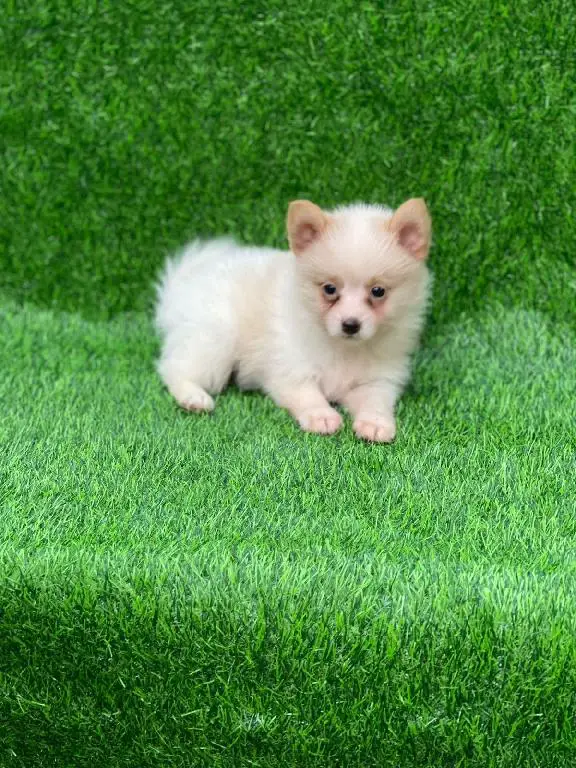 Mix de pomerania macho en Santo Domingo Oeste Foto 7256980-1.jpg