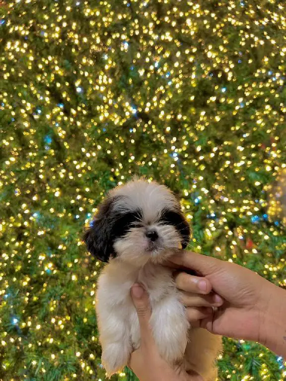 Shih poo hembra  en Santo Domingo Oeste Foto 7257628-1.jpg