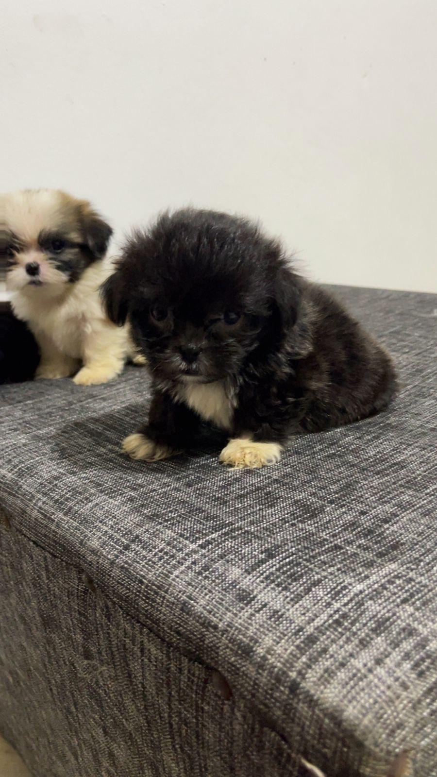 Cachorros Shih poo hembra  Foto 7258135-3.jpg