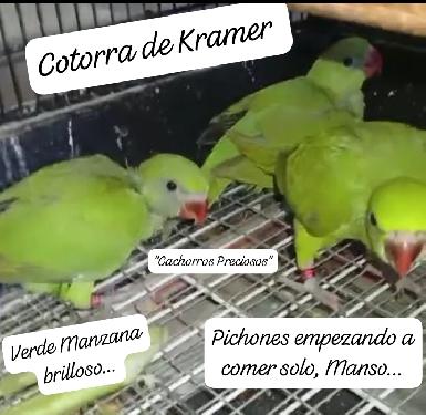 Cotorra de Kramer  Foto 7258286-3.jpg