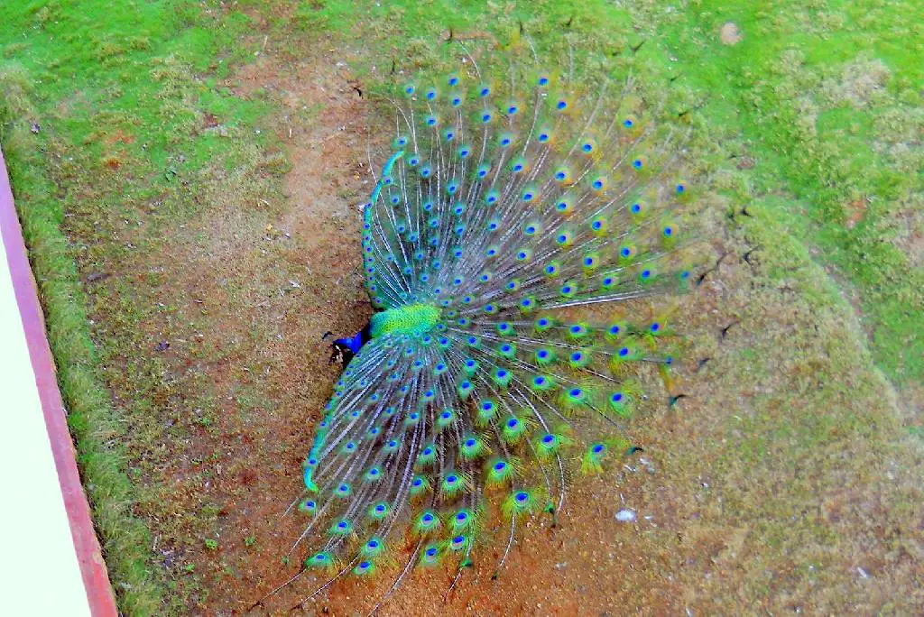 Pavos reales Pajuiles en Dajabón Foto 7258305-1.jpg