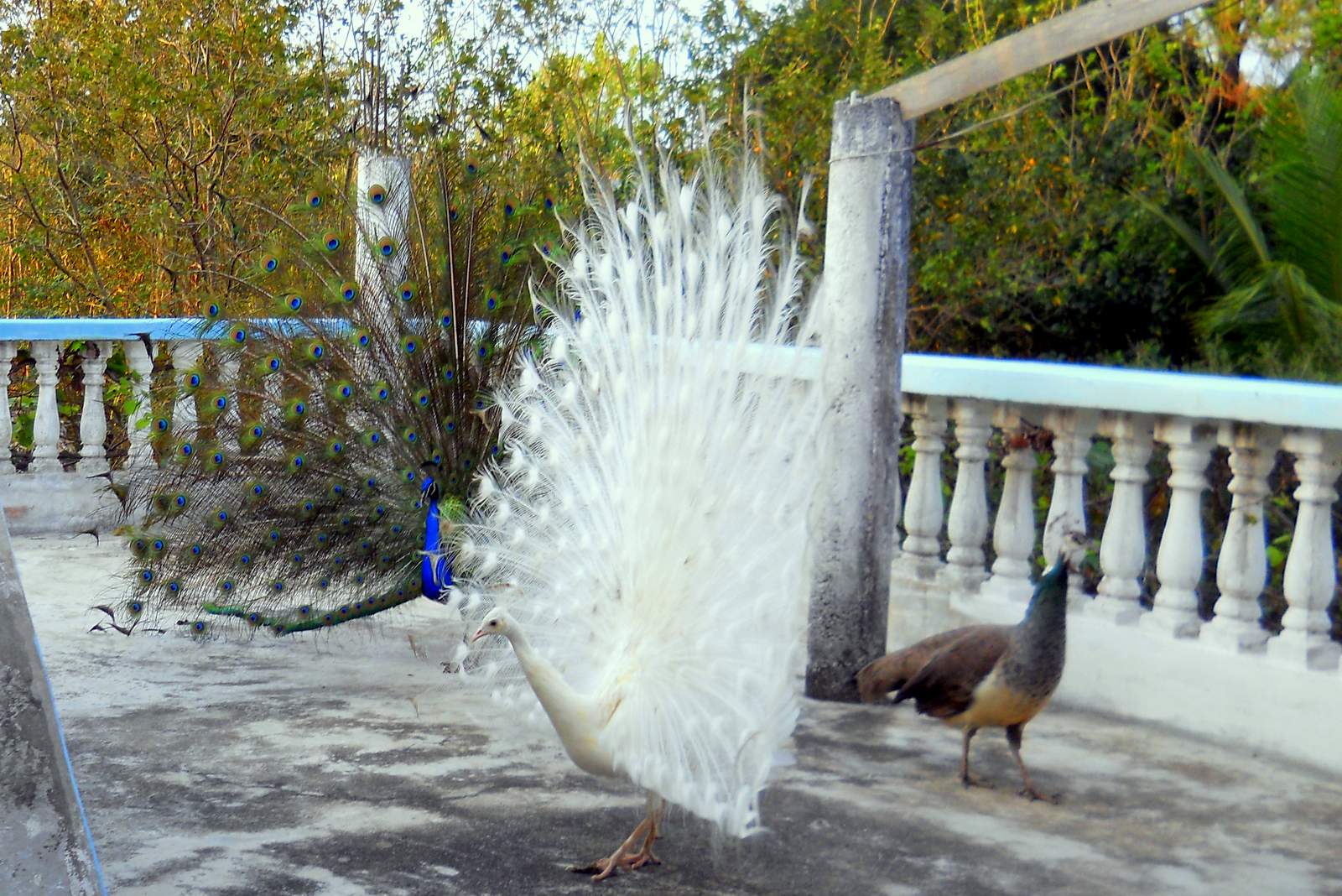 Pavos reales Pajuiles en Dajabón Foto 7258305-3.jpg