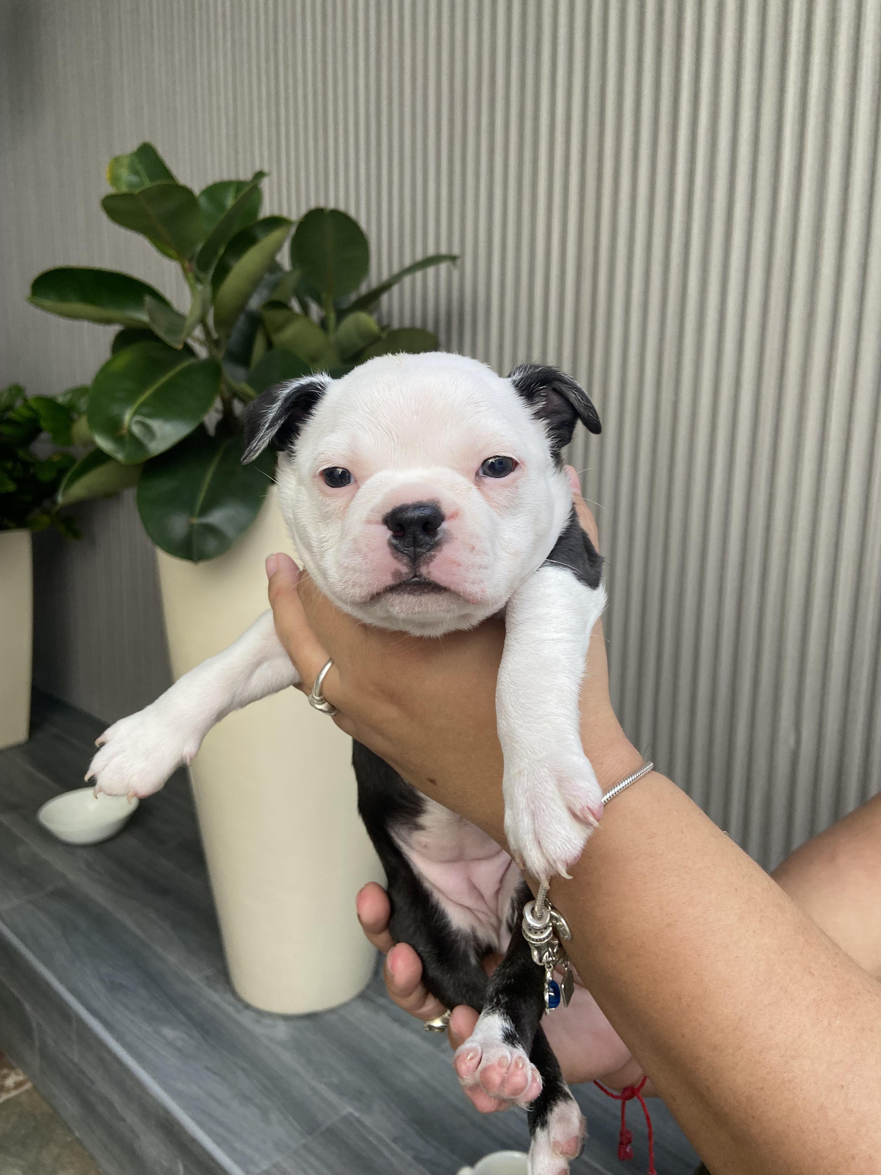 Boston Terrier  en Santo Domingo Este Foto 7258452-2.jpg