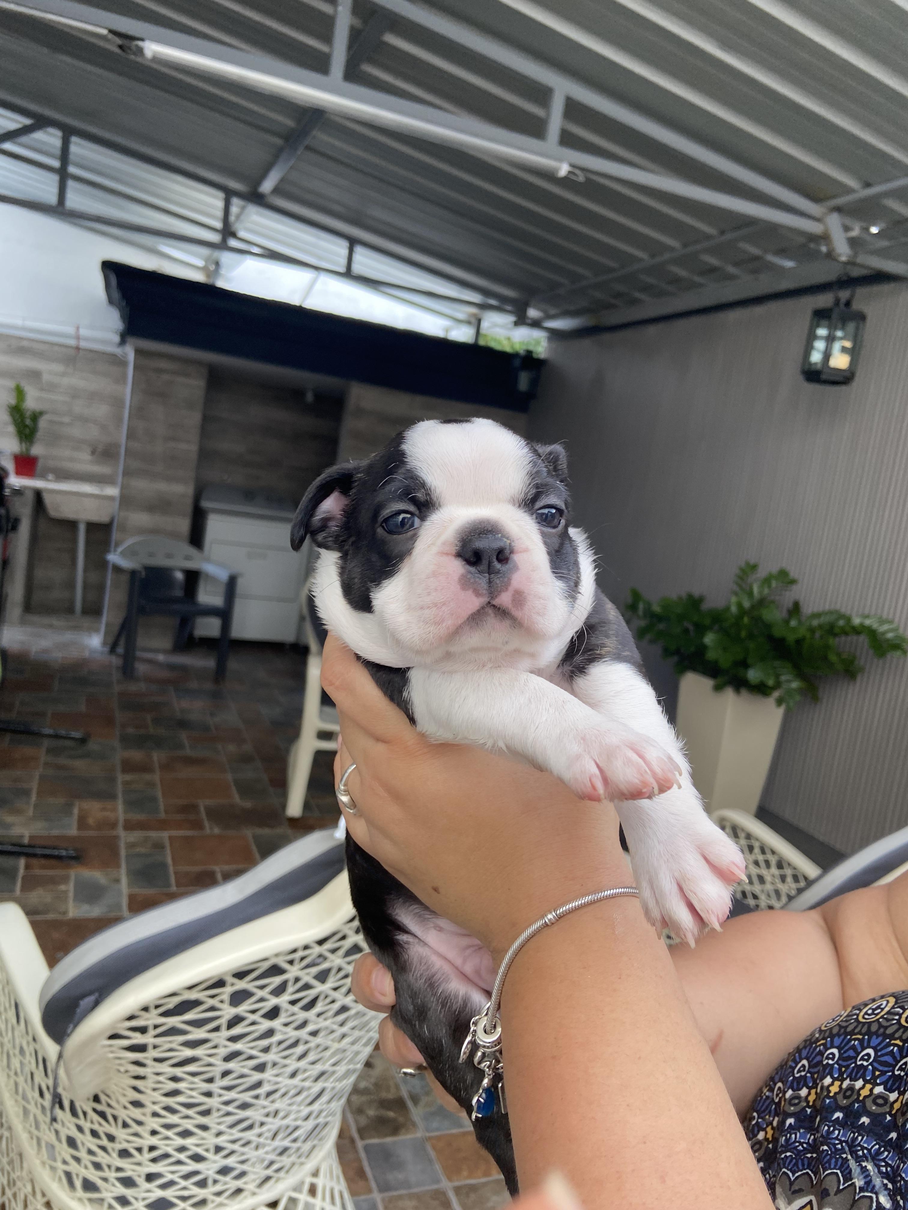 Boston Terrier  en Santo Domingo Este Foto 7258452-4.jpg