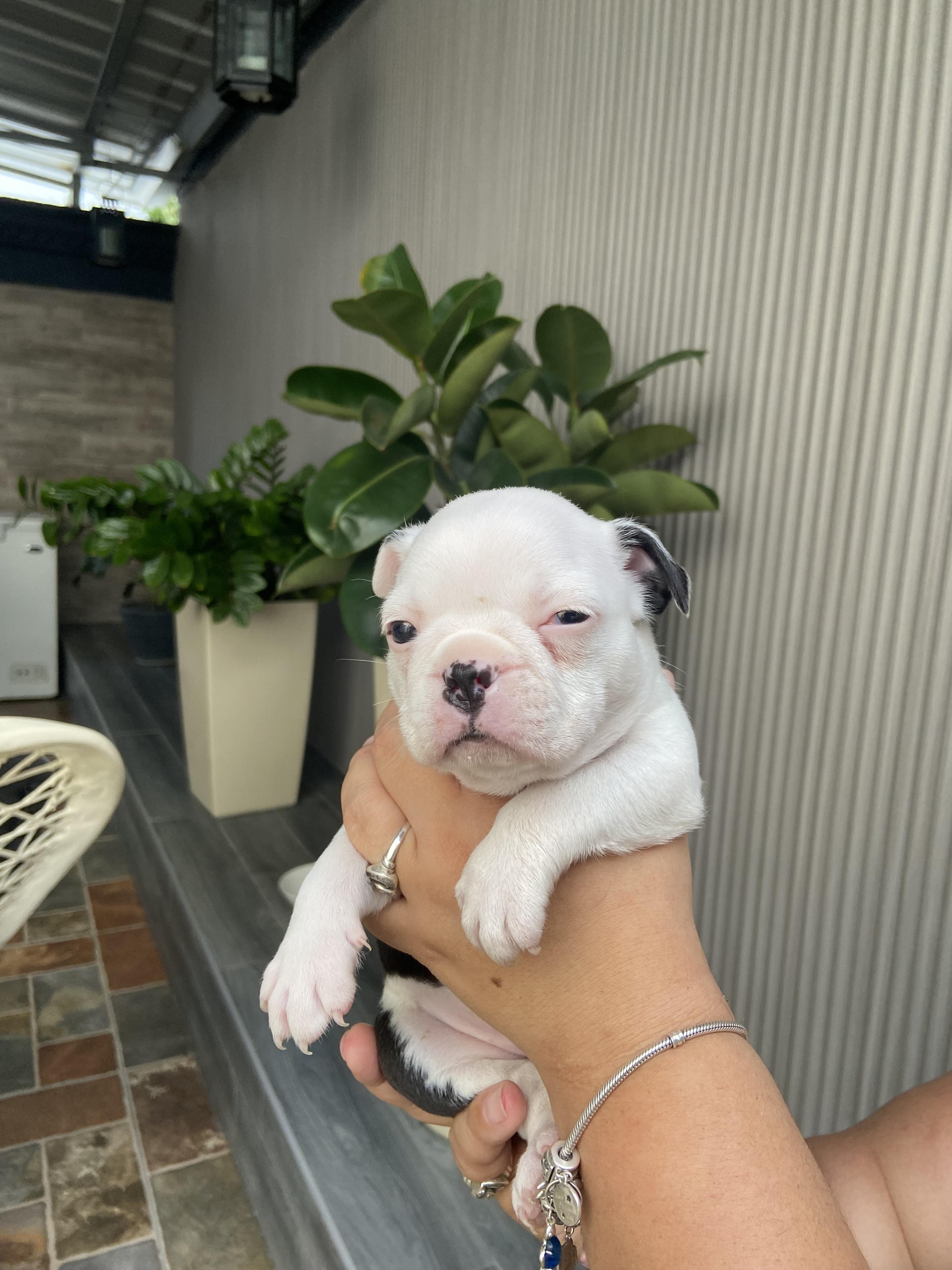 Boston Terrier  en Santo Domingo Este Foto 7258452-5.jpg