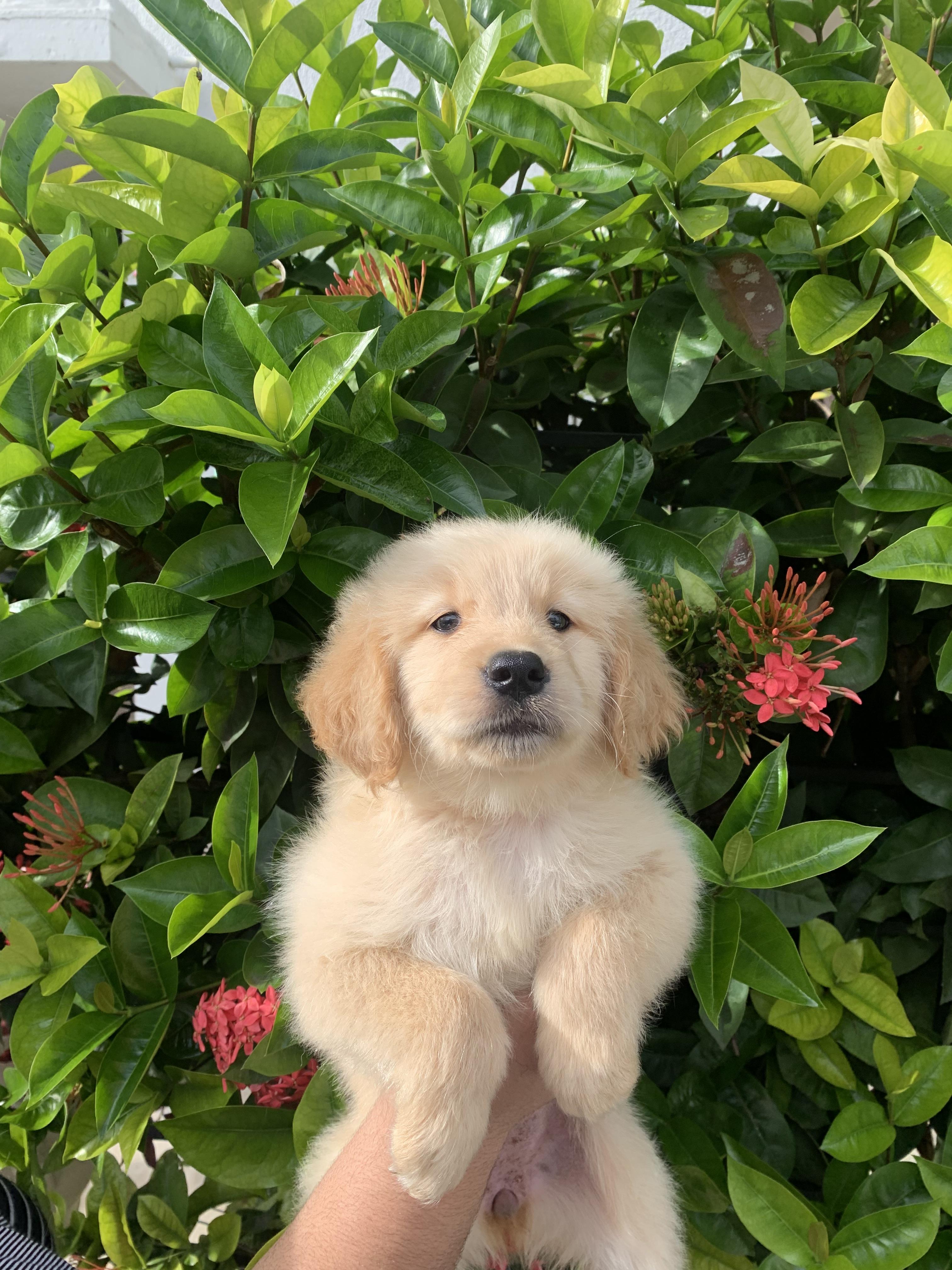 Cachorros de golden retrievers  Foto 7259424-2.jpg