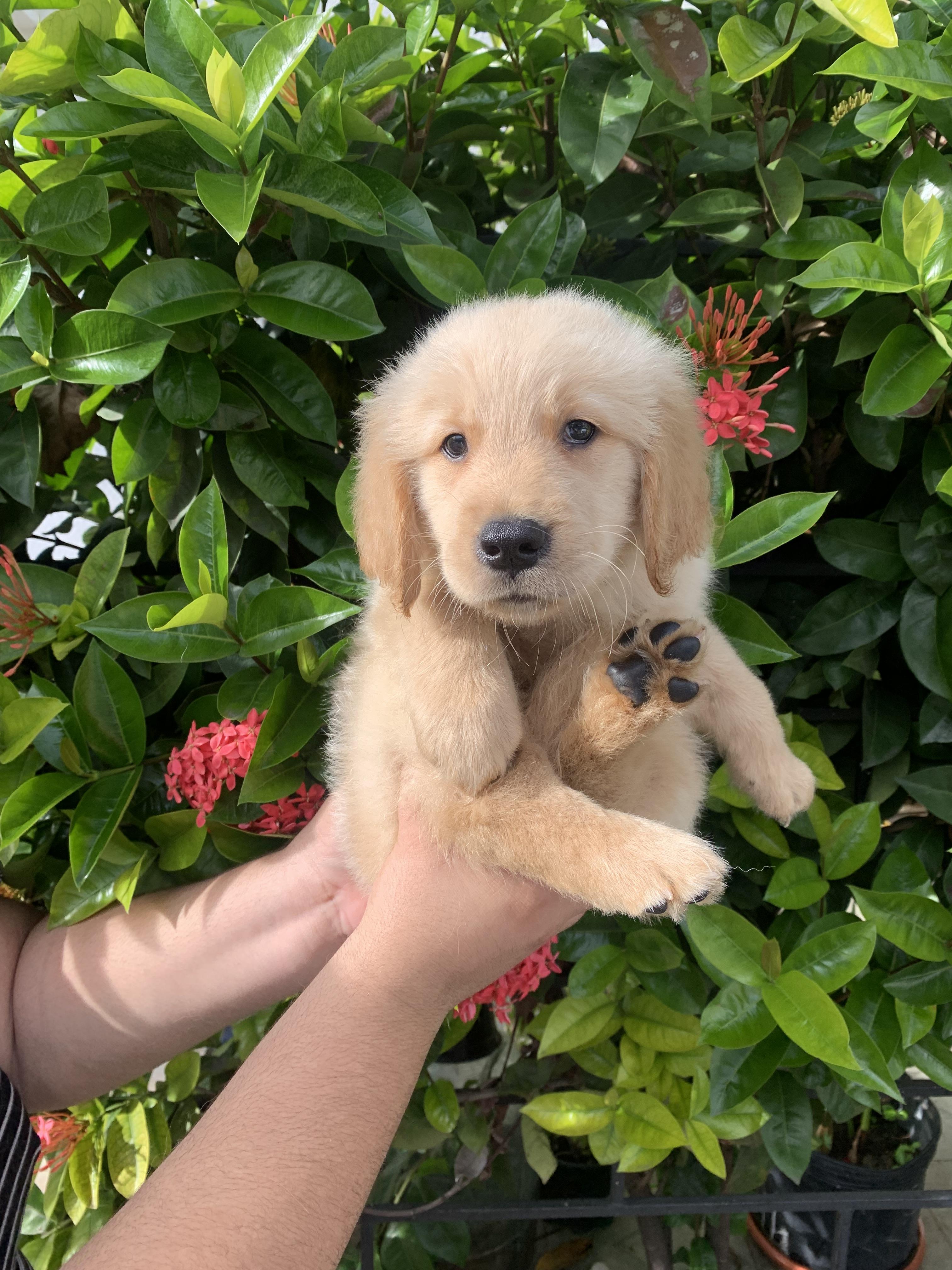 Cachorros de golden retrievers  Foto 7259424-5.jpg