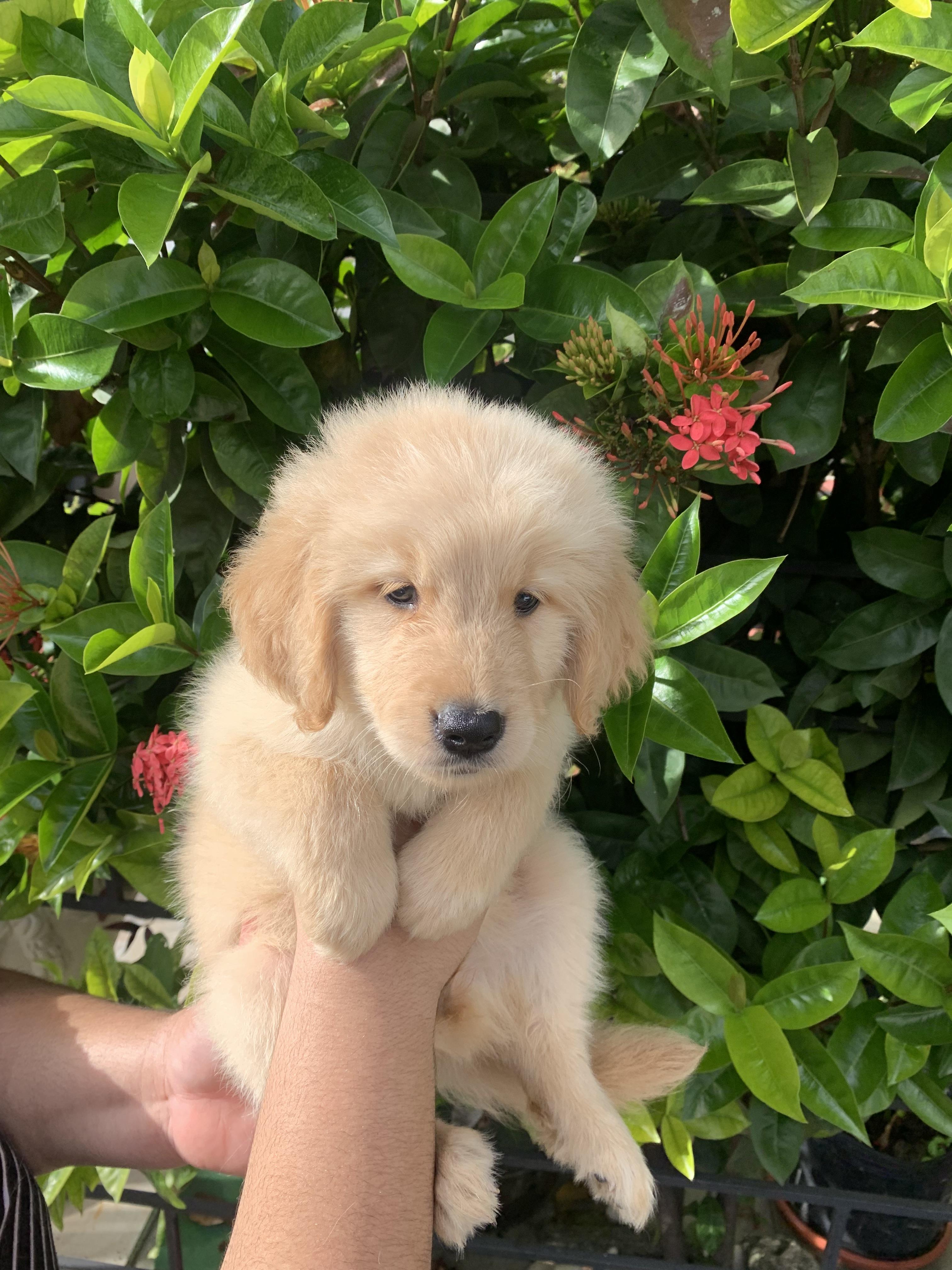 Cachorros de golden retrievers  Foto 7259424-6.jpg