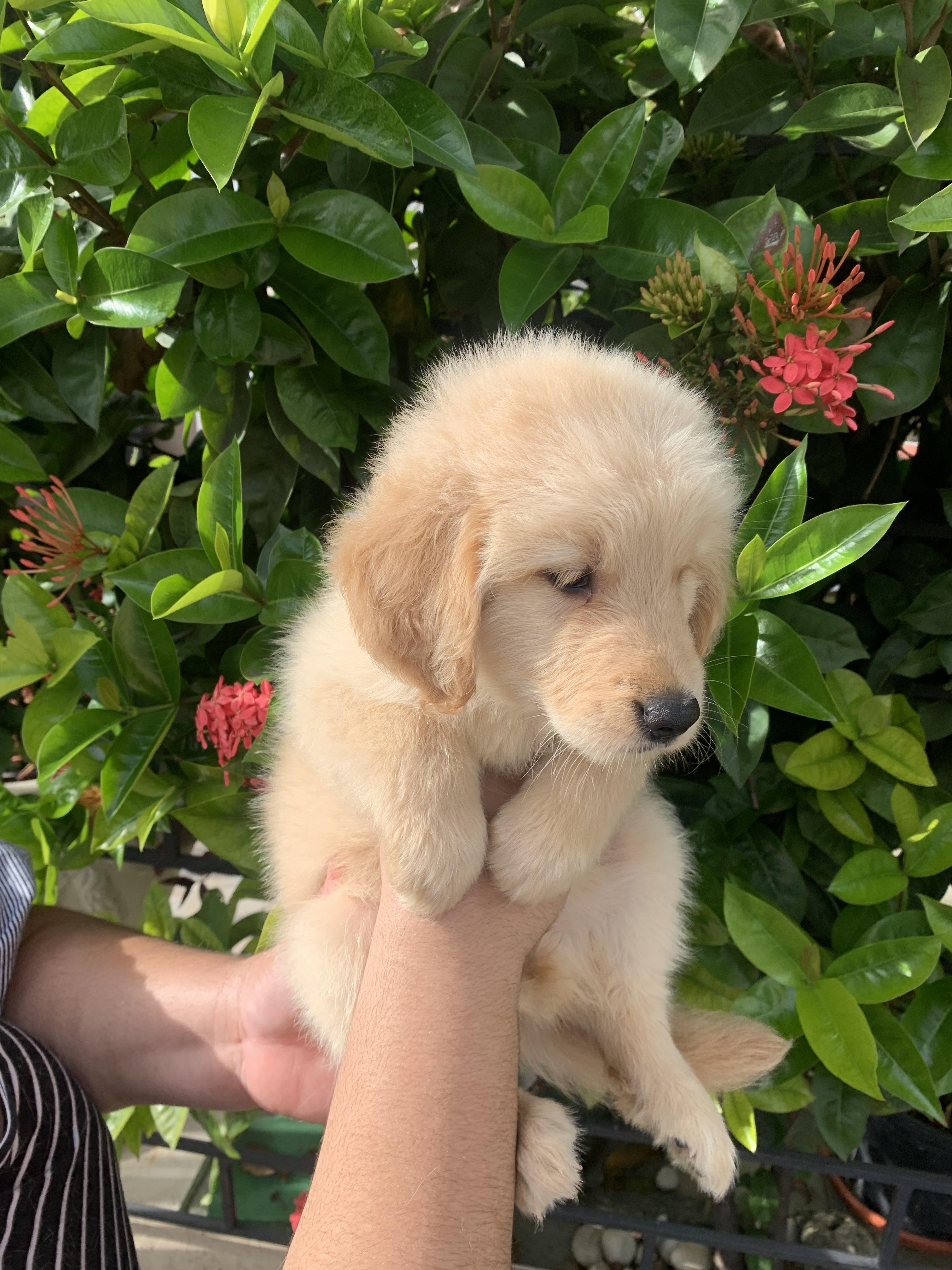Cachorros de golden retrievers  Foto 7259424-7.jpg