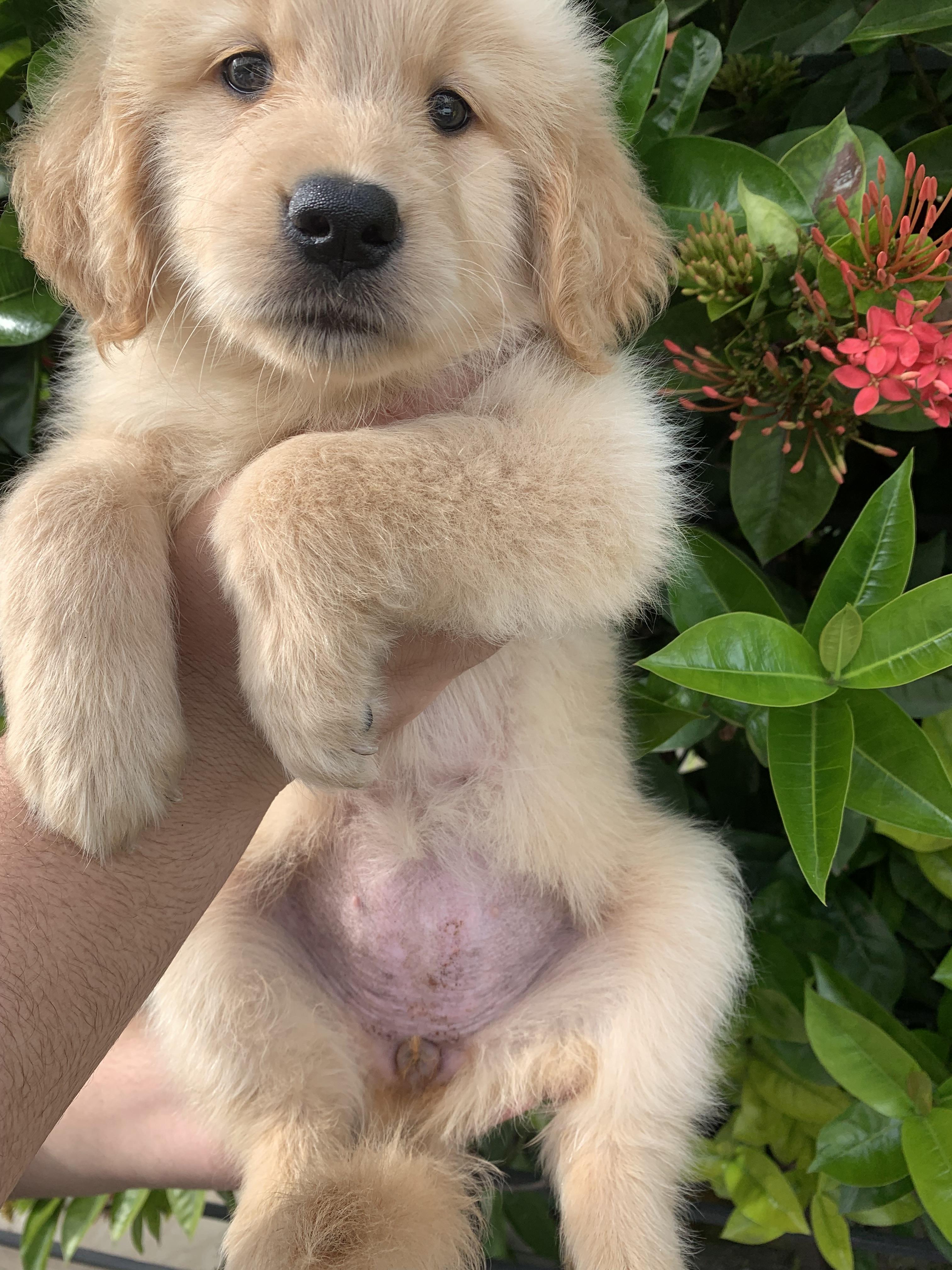 Cachorros de golden retrievers  Foto 7259424-9.jpg