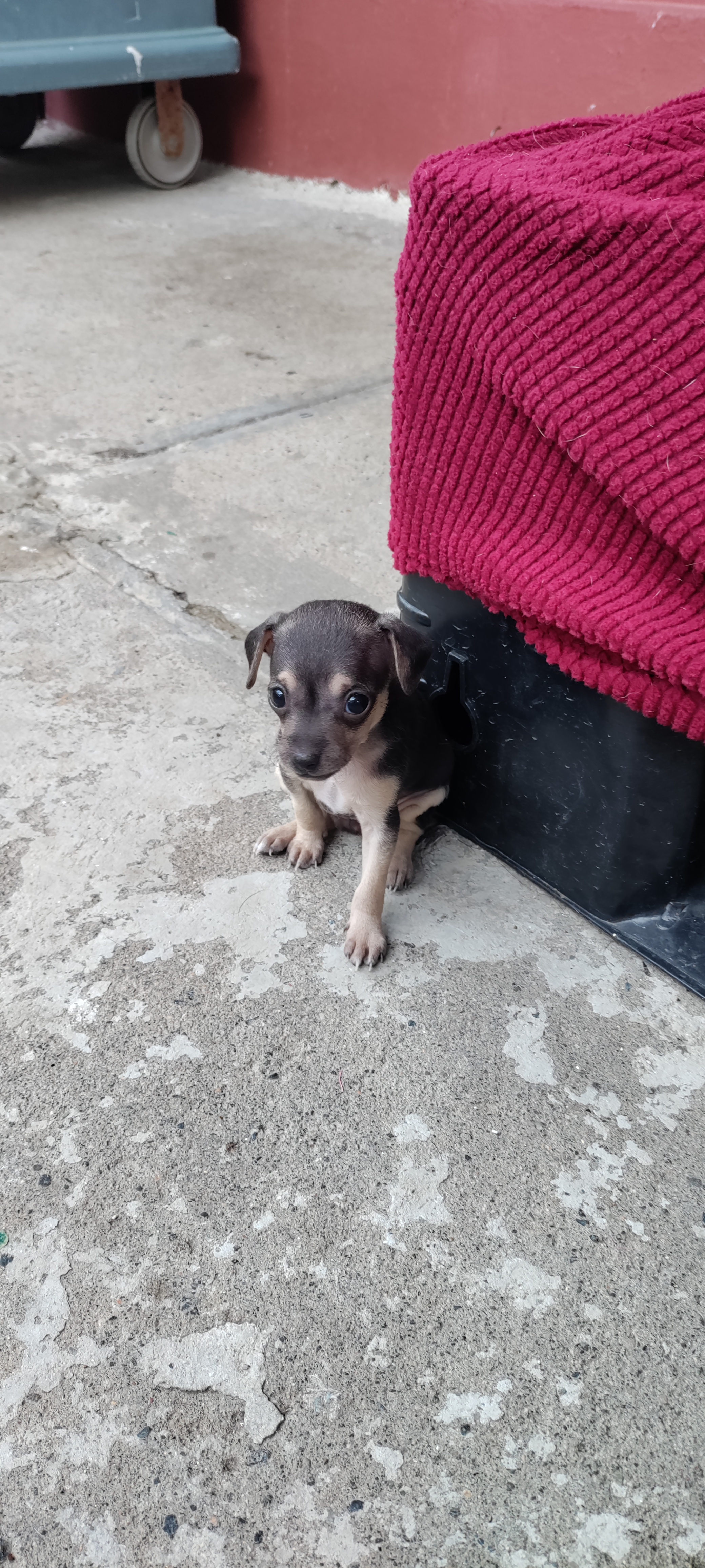 Hermos cachorros hembra y macho en Santo Domingo DN Foto 7259841-2.jpg