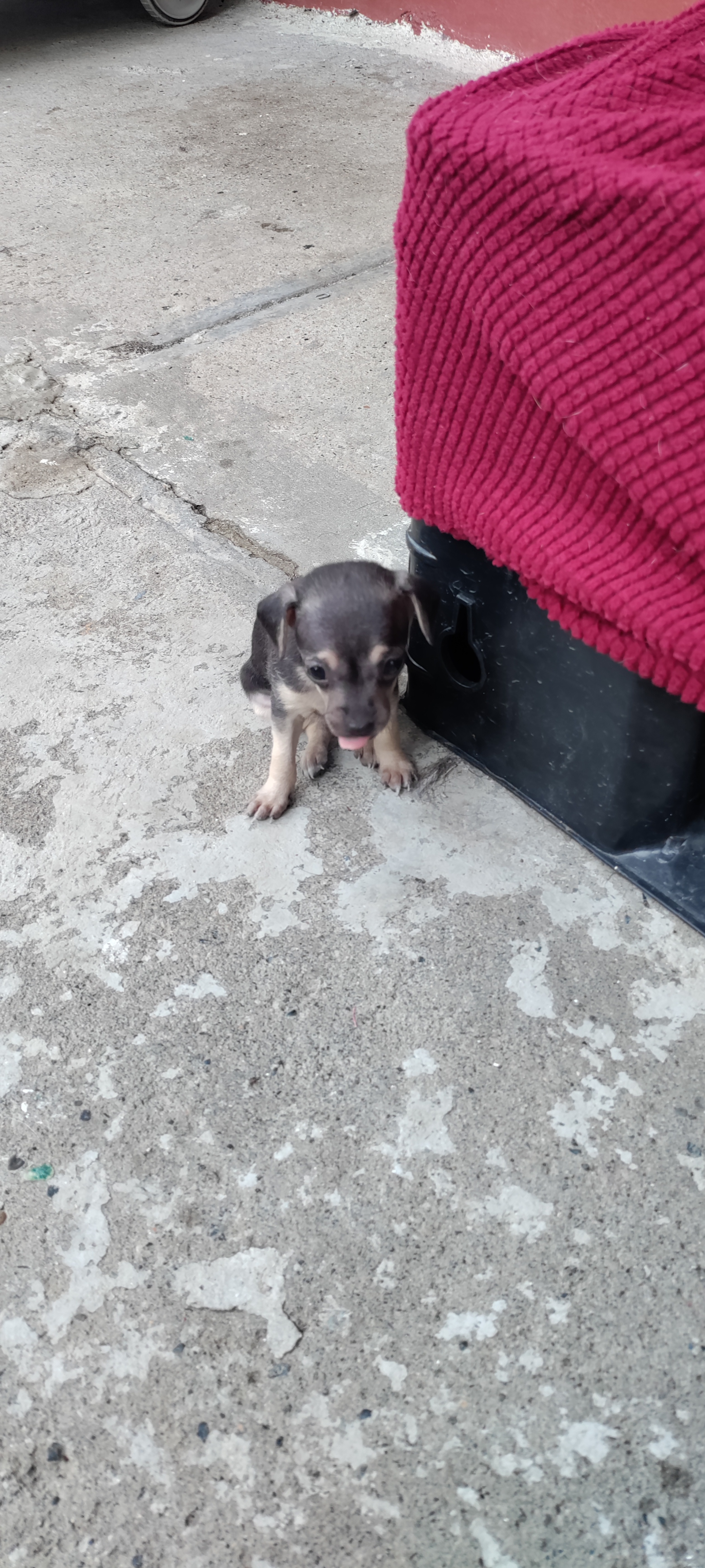 Hermos cachorros hembra y macho en Santo Domingo DN Foto 7259841-3.jpg