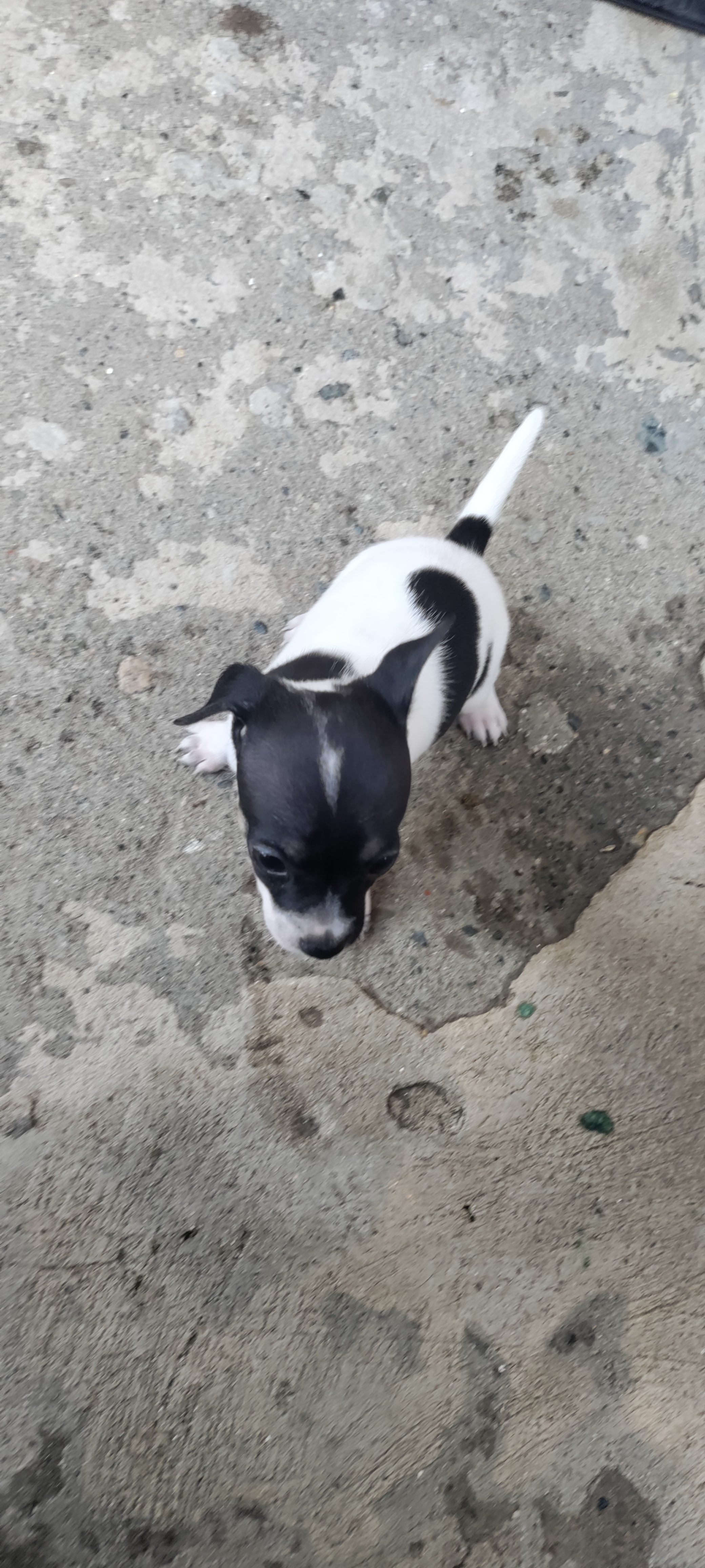 Hermos cachorros hembra y macho en Santo Domingo DN Foto 7259841-4.jpg