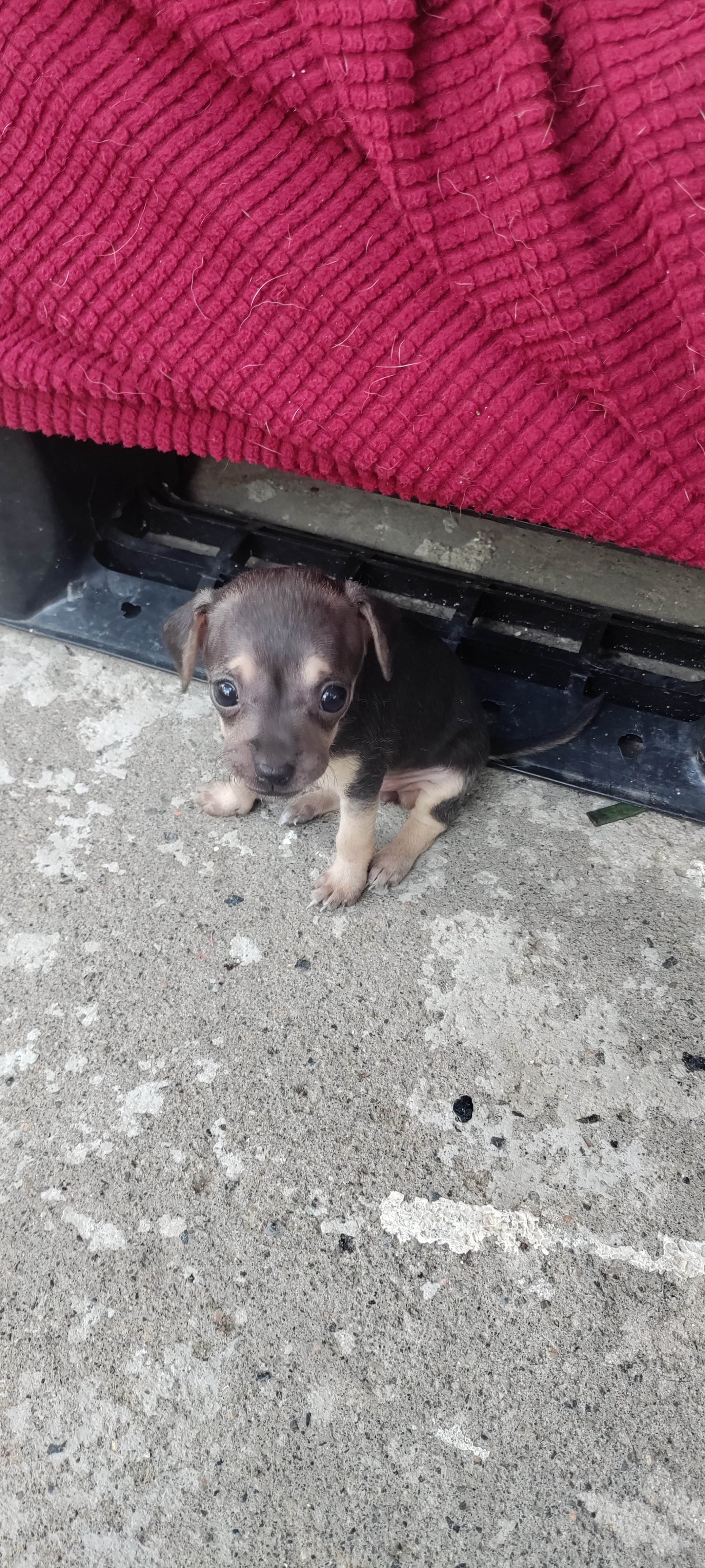 Hermos cachorros hembra y macho en Santo Domingo DN Foto 7259841-5.jpg