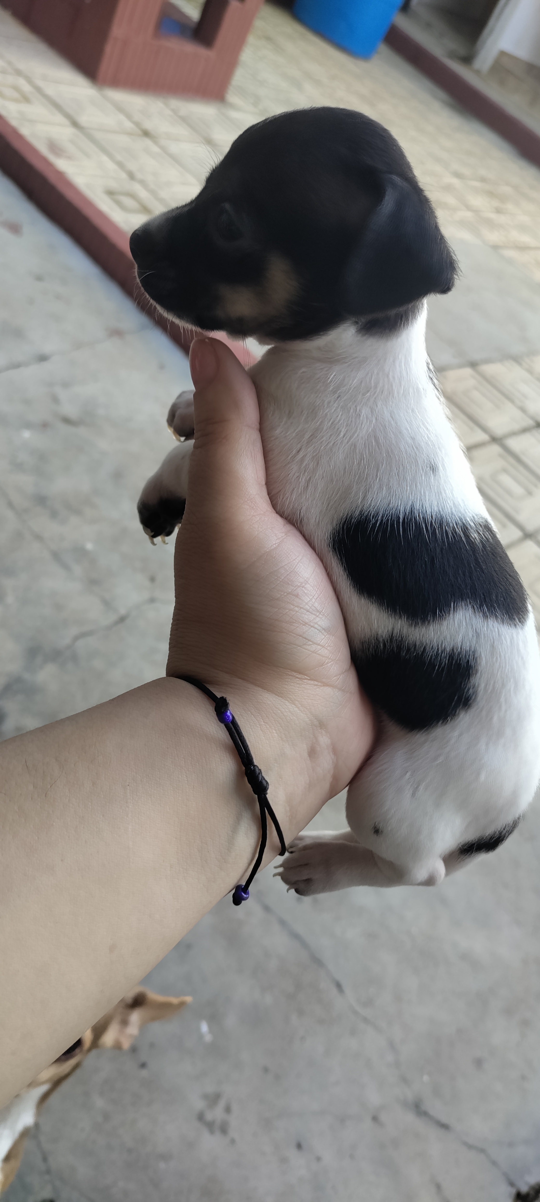 Hermos cachorros hembra y macho en Santo Domingo DN Foto 7259841-6.jpg