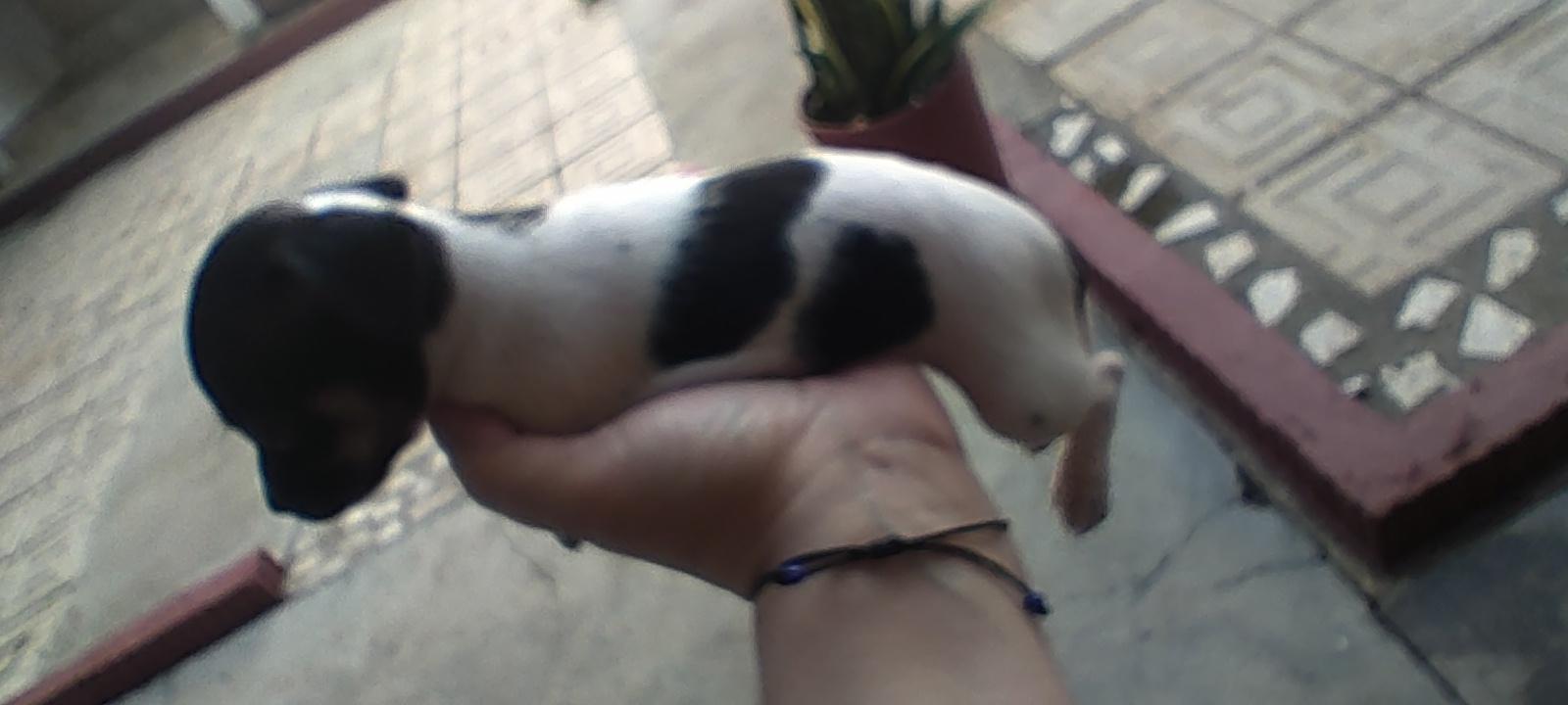 Hermos cachorros hembra y macho en Santo Domingo DN Foto 7259841-7.jpg