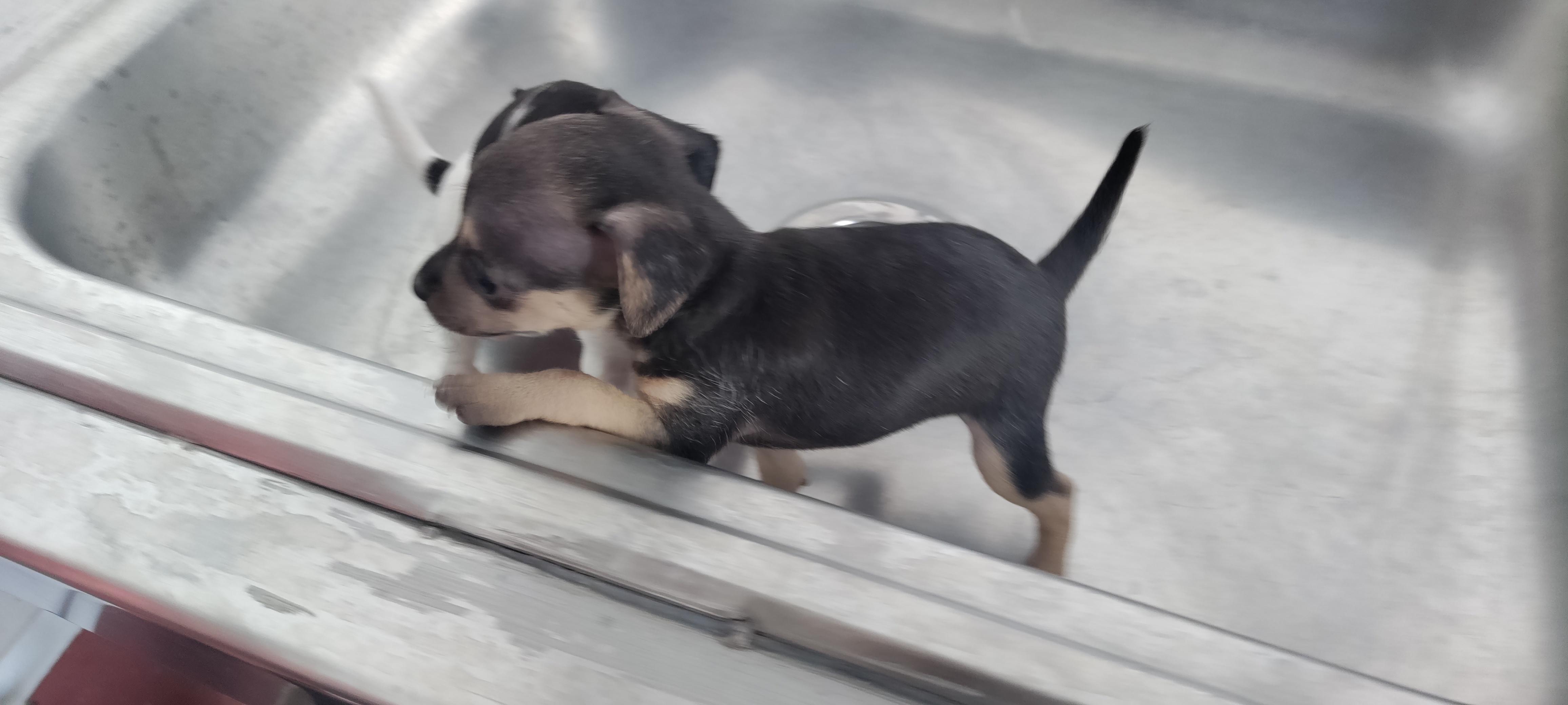 Hermos cachorros hembra y macho en Santo Domingo DN Foto 7259841-8.jpg