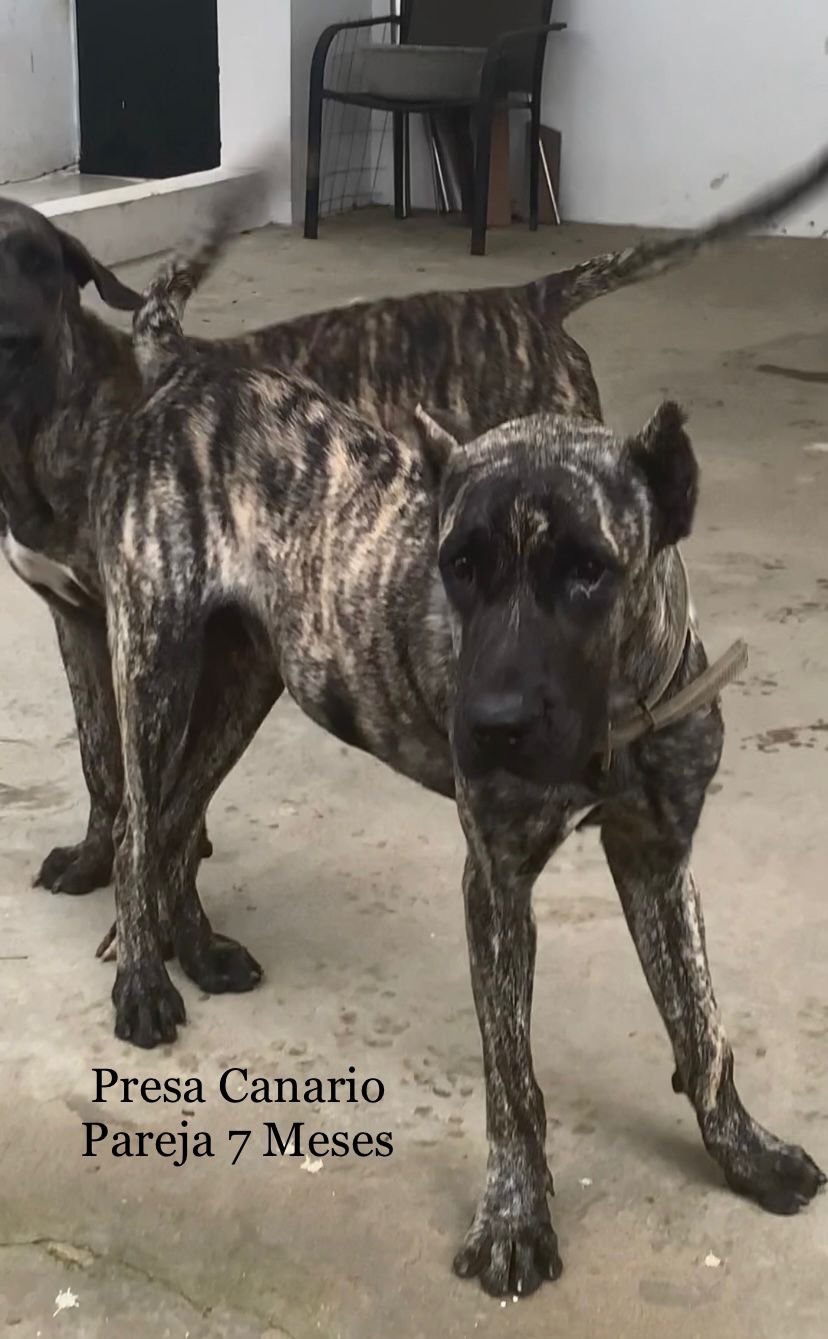Vendo Pareja de 7 meses de presa canario Foto 7260297-1.jpg
