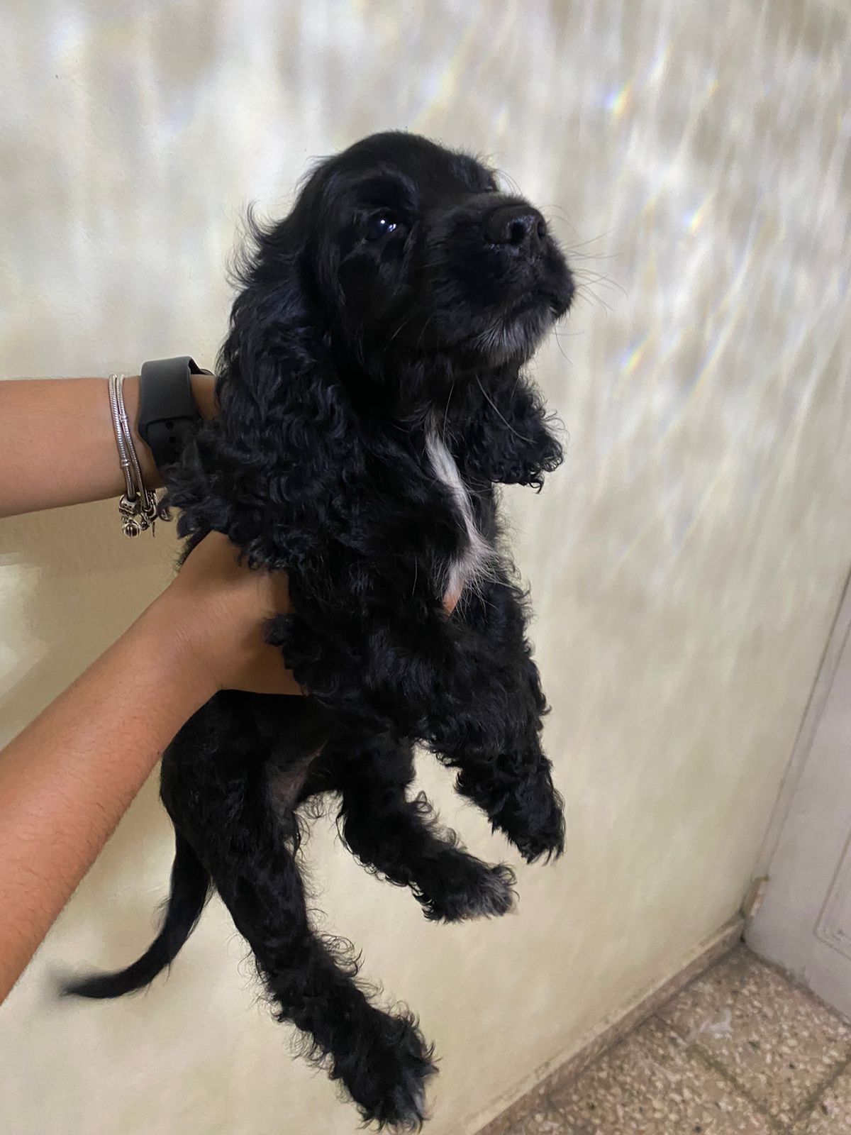 Cocker spaniel inglés hembra  Foto 7260420-2.jpg