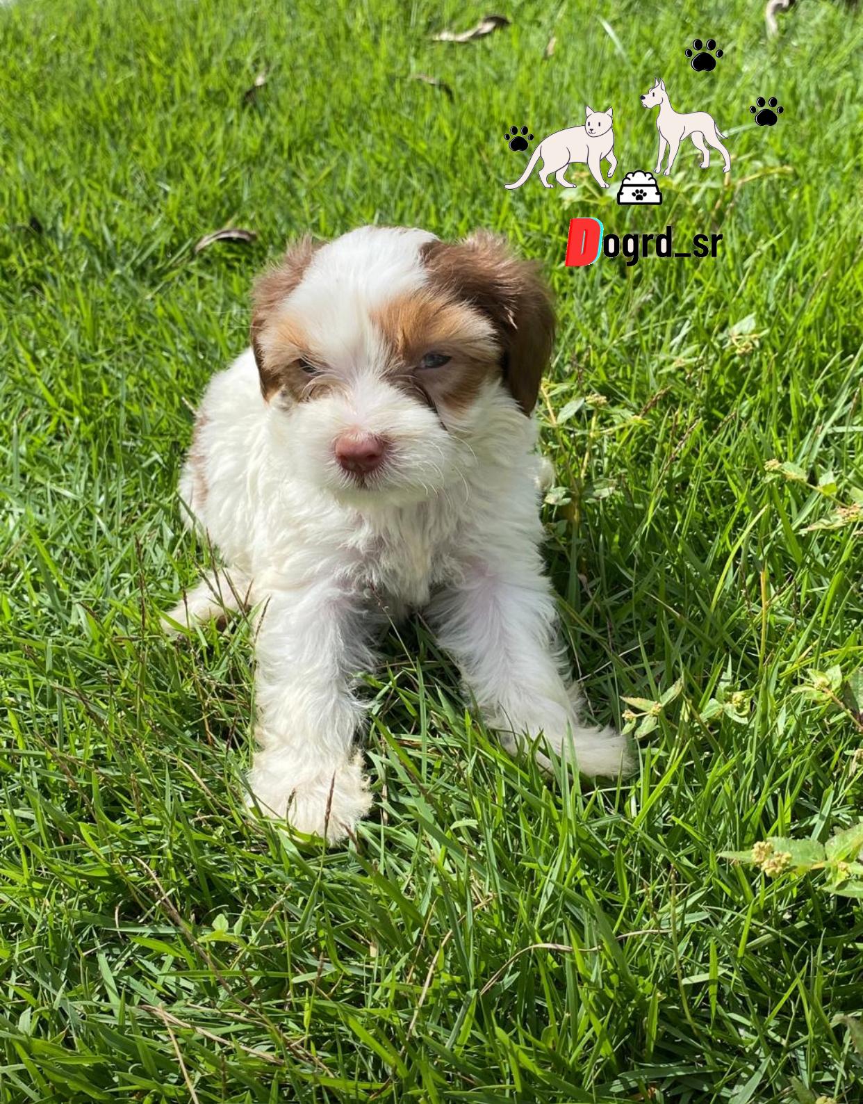 Maltipoo Ambos Sexos  Foto 7260526-2.jpg