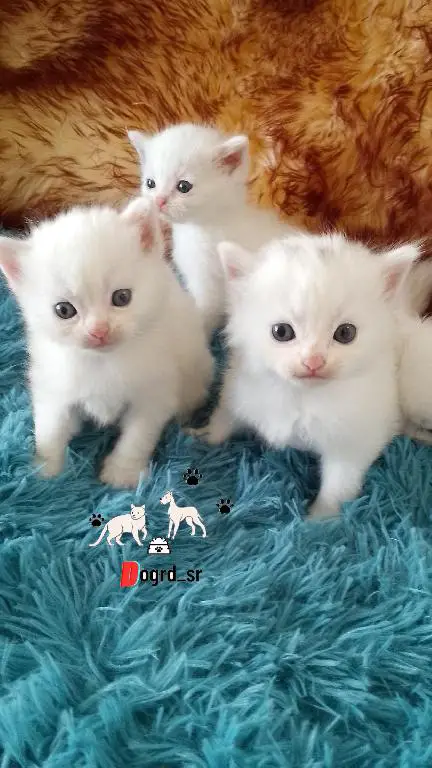 Gatos Angora Turcos Ambos Sexos Foto 7260637-1.jpg