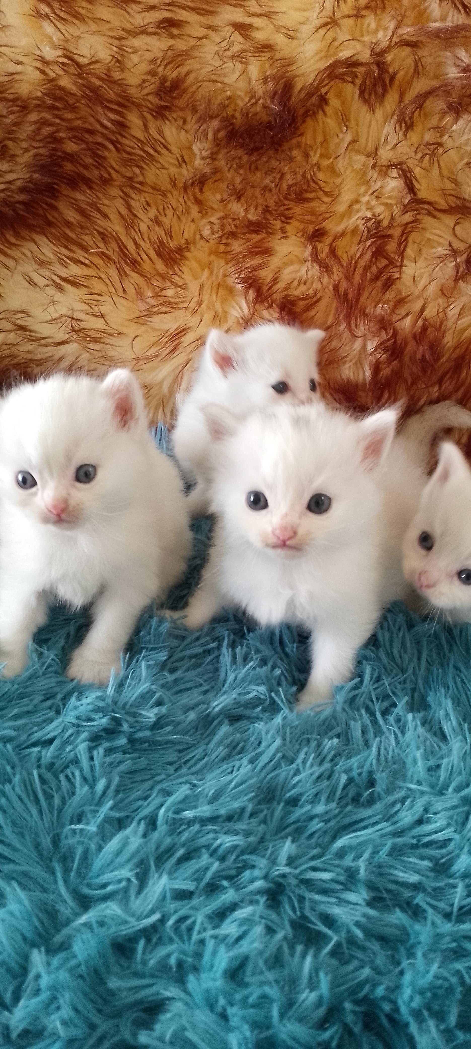 Gatos Angora Turcos Ambos Sexos Foto 7260637-2.jpg