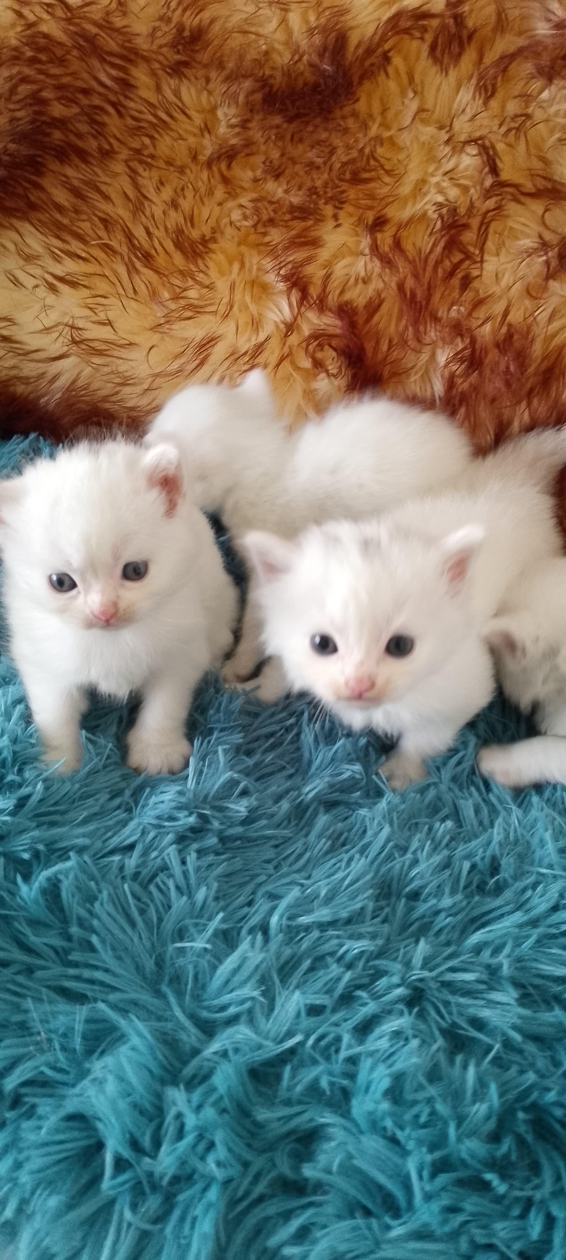 Gatos Angora Turcos Ambos Sexos Foto 7260637-3.jpg