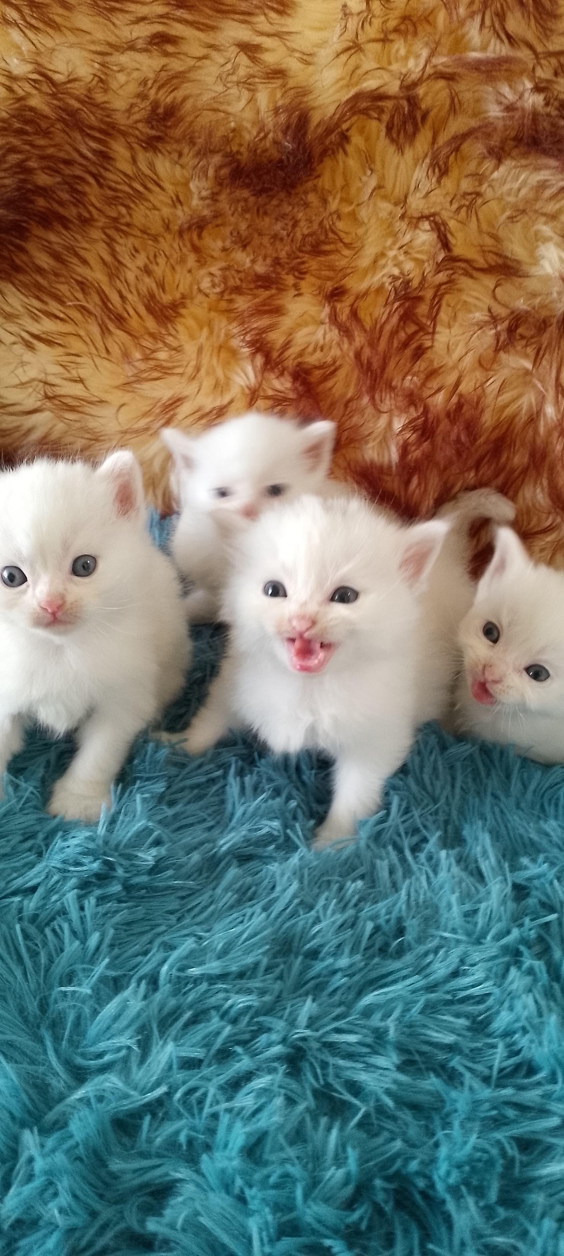 Gatos Angora Turcos Ambos Sexos Foto 7260637-4.jpg