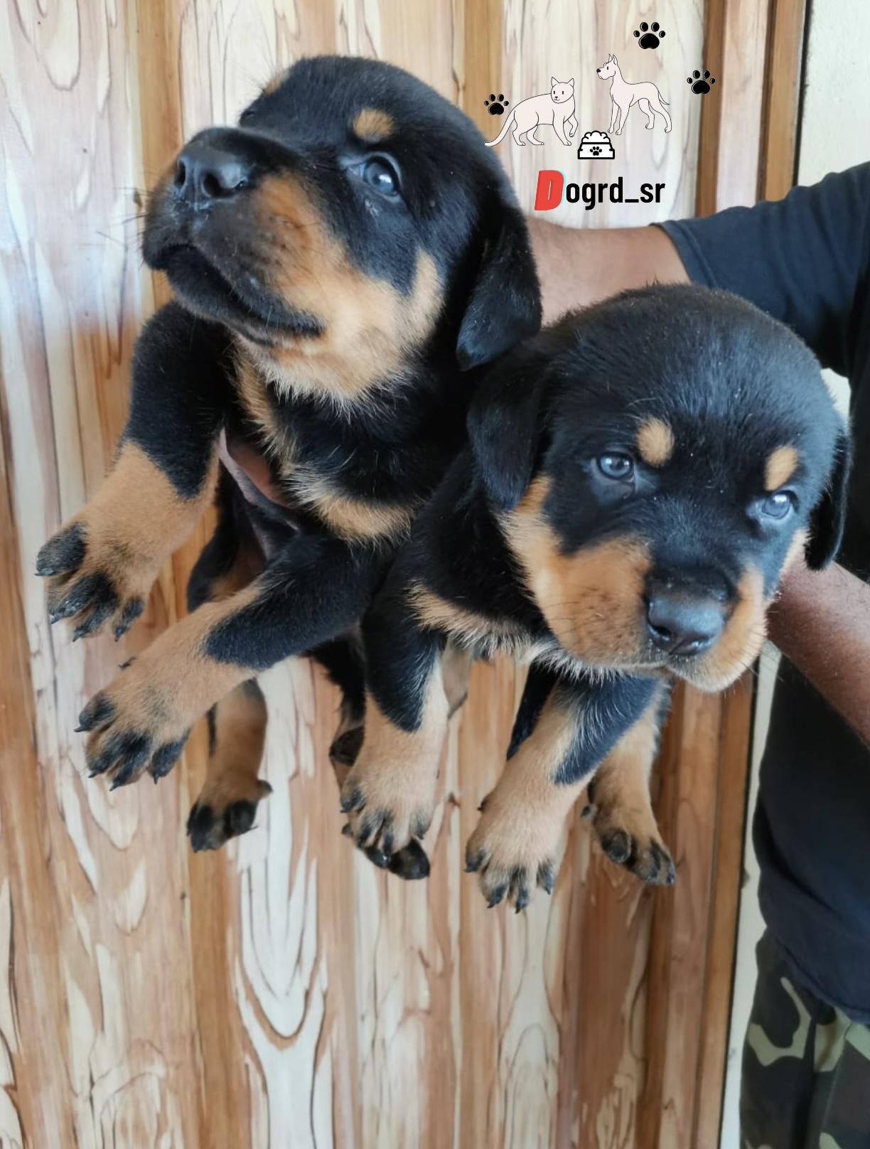 Rottwailer Ambos Sexos  Foto 7260813-1.jpg