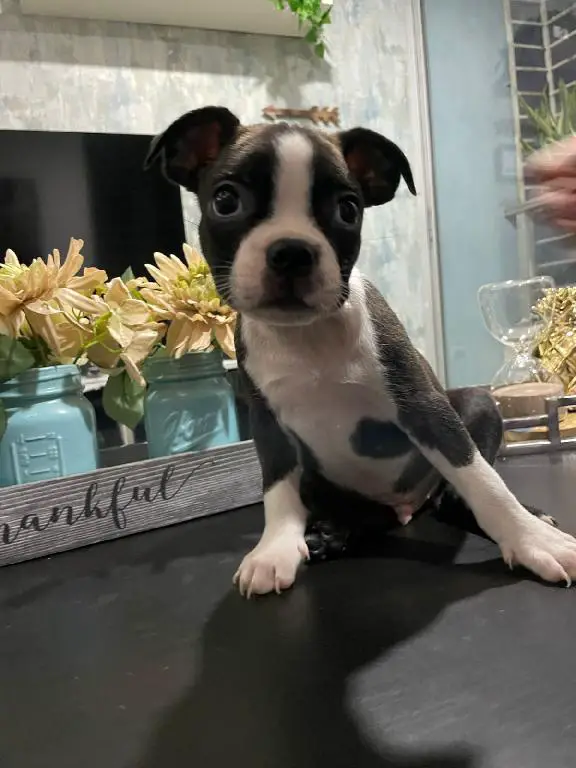Boston Terrier  en Santo Domingo DN Foto 7261208-1.jpg