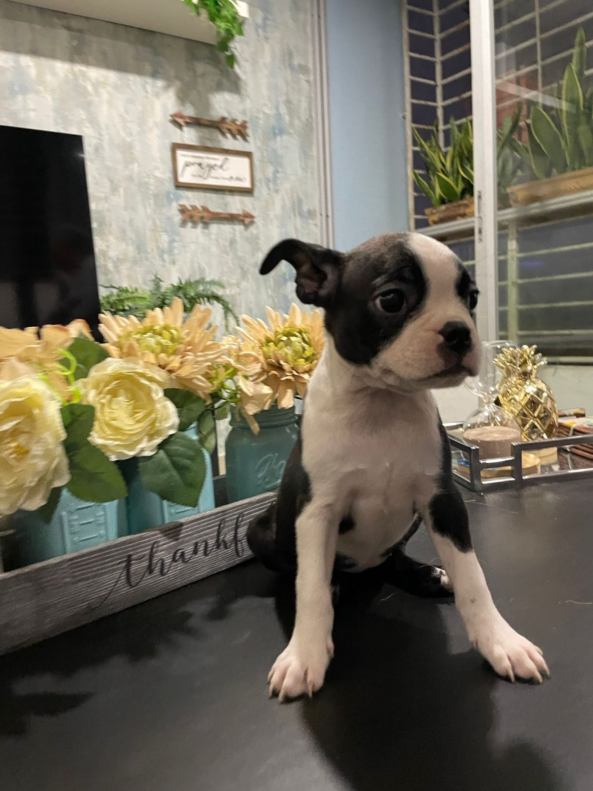 Boston Terrier  en Santo Domingo DN Foto 7261208-2.jpg