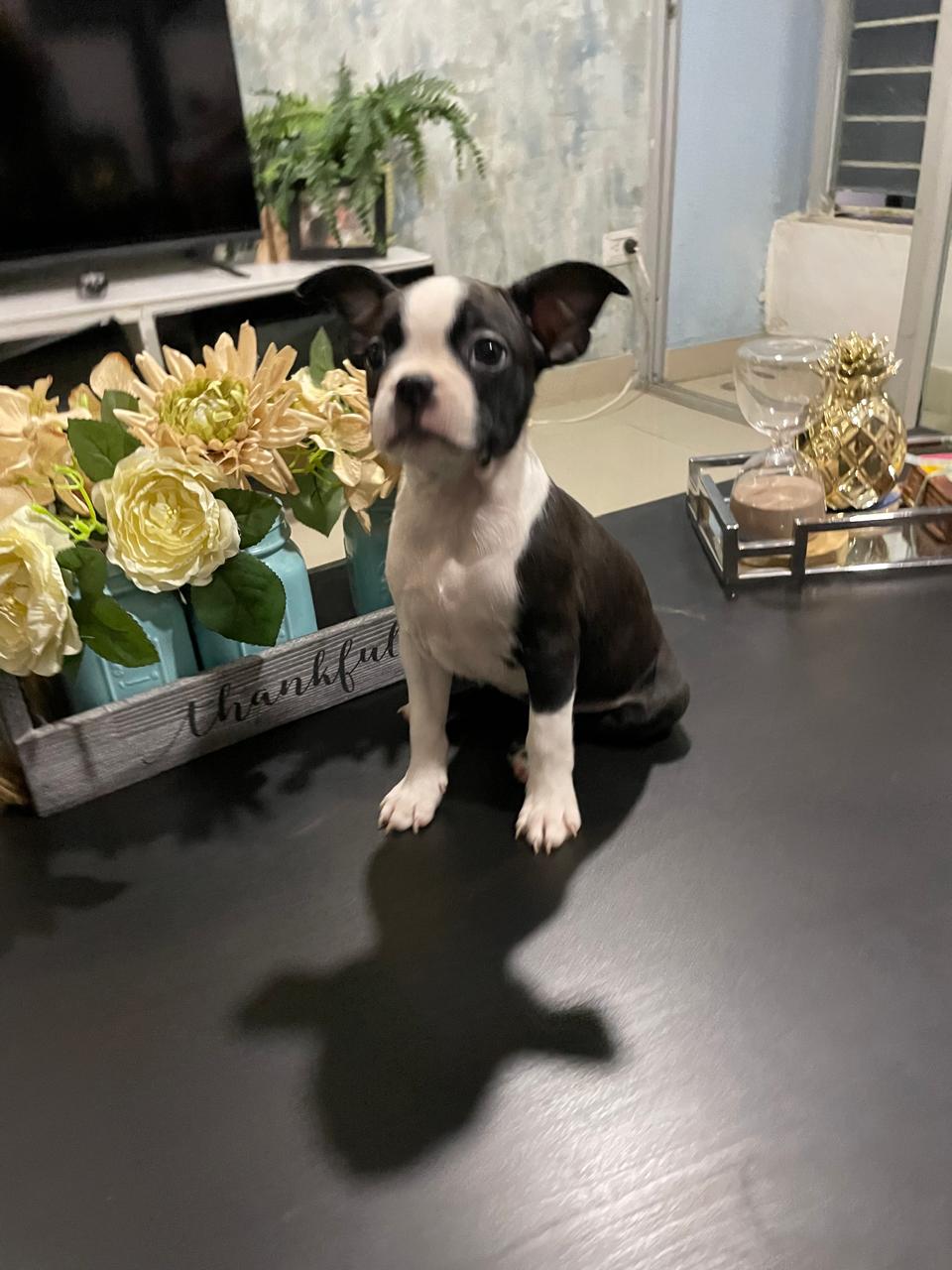 Boston Terrier  en Santo Domingo DN Foto 7261208-3.jpg