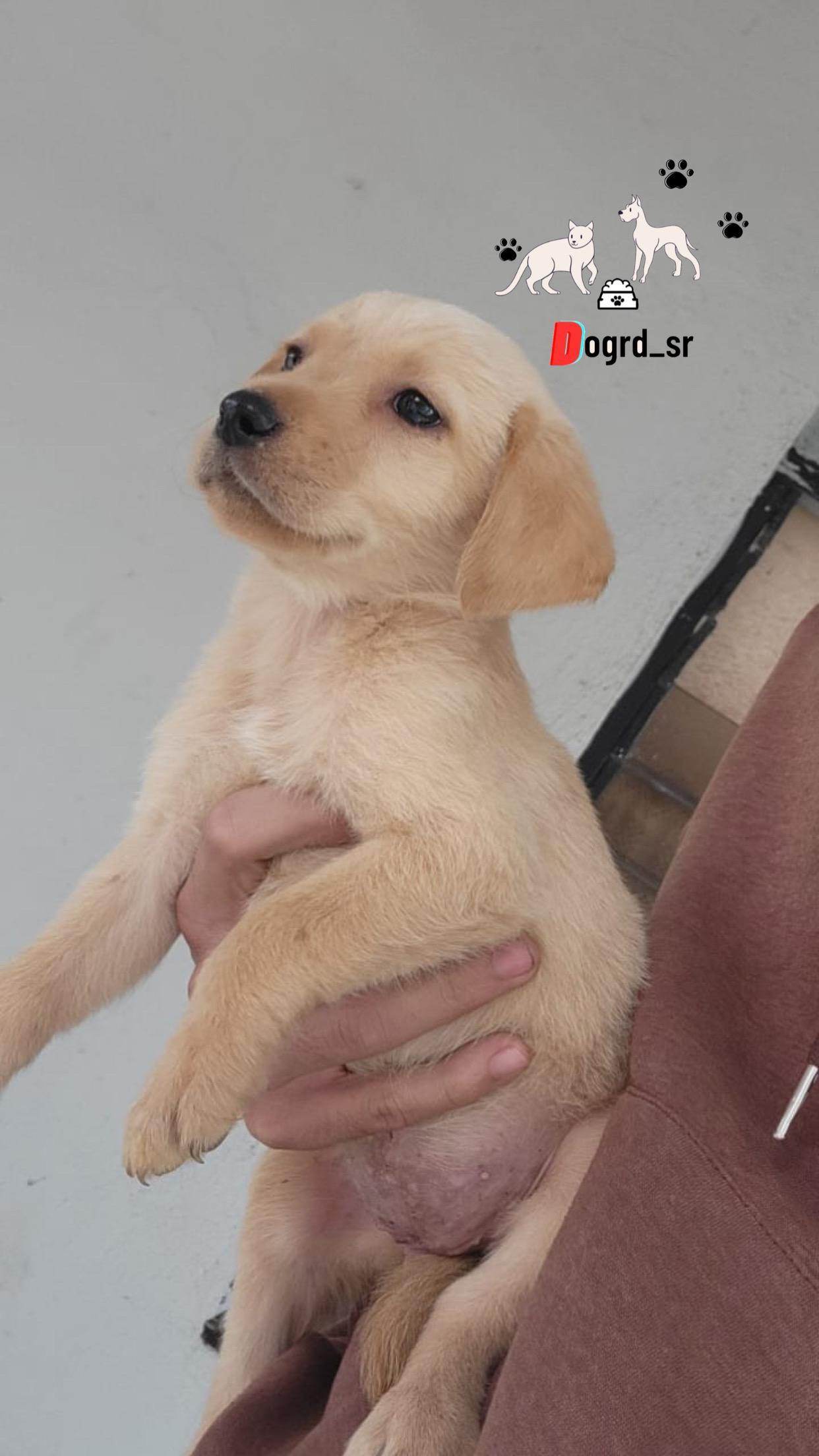 Labrador Ambos Sexos  Foto 7261214-1.jpg