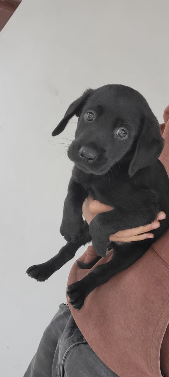 Labrador Ambos Sexos  Foto 7261214-3.jpg