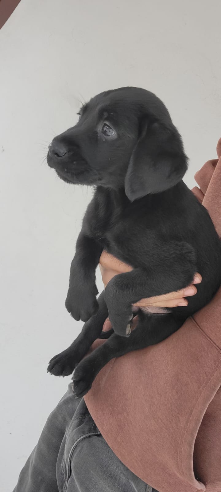 Labrador Ambos Sexos  Foto 7261214-5.jpg